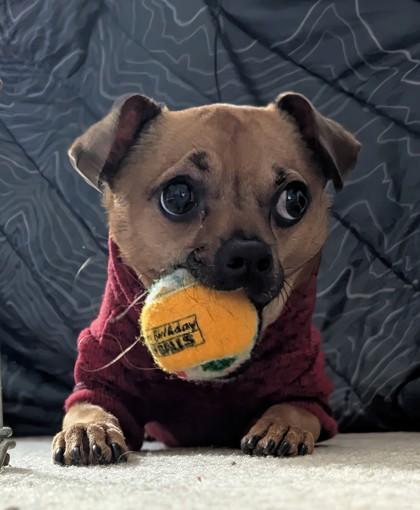 Enlarge Buddy, a Adoptable mixed breed in Hillsboro, OR image 2/3