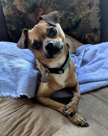 Enlarge Buddy, a Adoptable mixed breed in Hillsboro, OR image 3/3