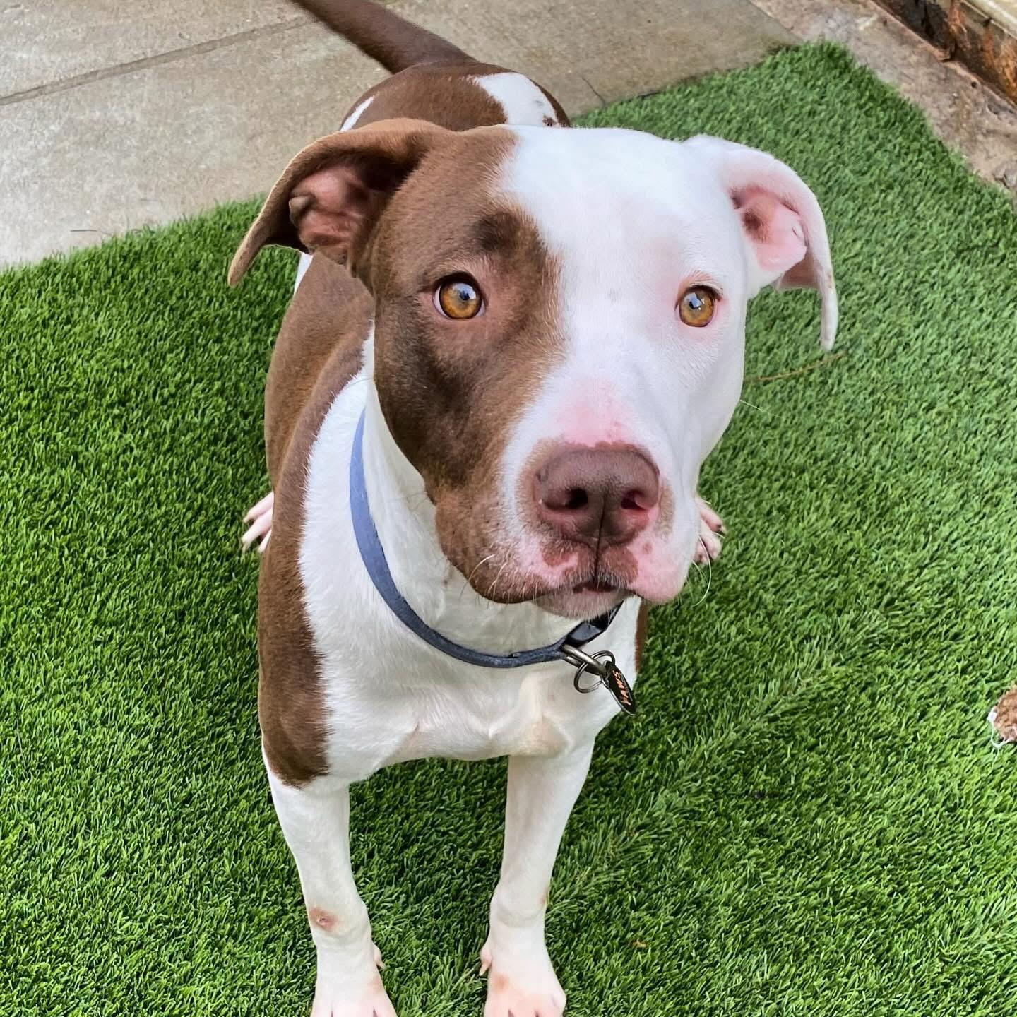 Briar Jane, a Adoptable mixed breed in Lacon, IL image 2/4