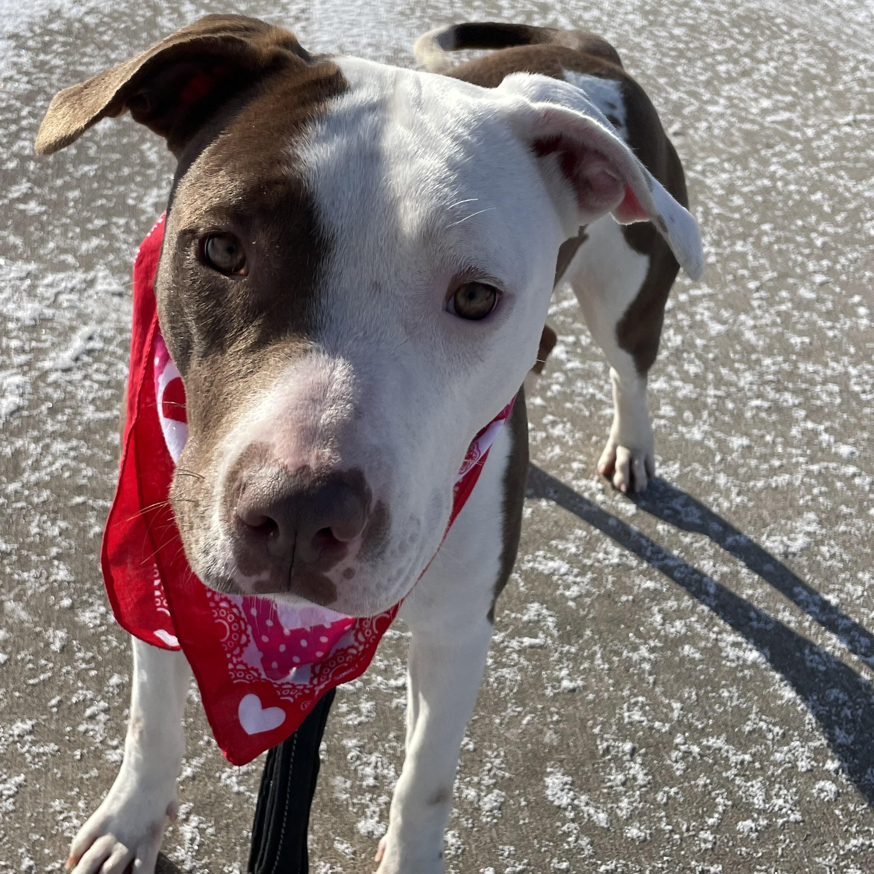 Briar Jane, a Adoptable mixed breed in Lacon, IL image 4/4