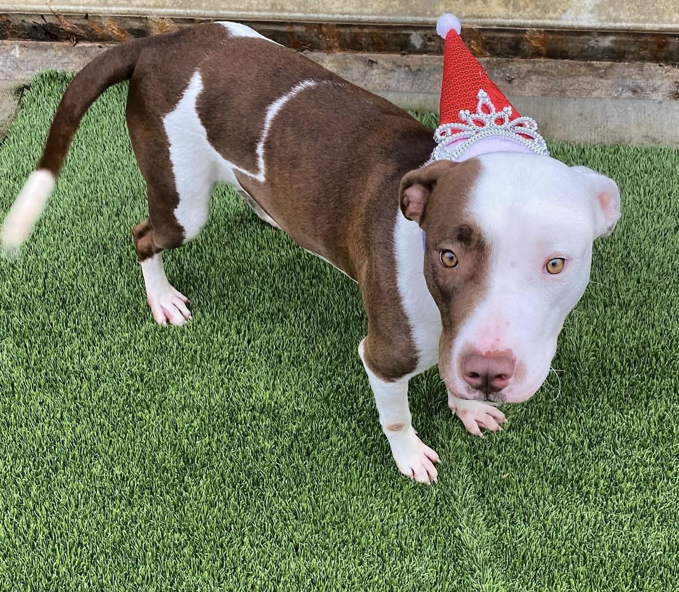 Briar Jane, a Adoptable mixed breed in Lacon, IL image 1/4