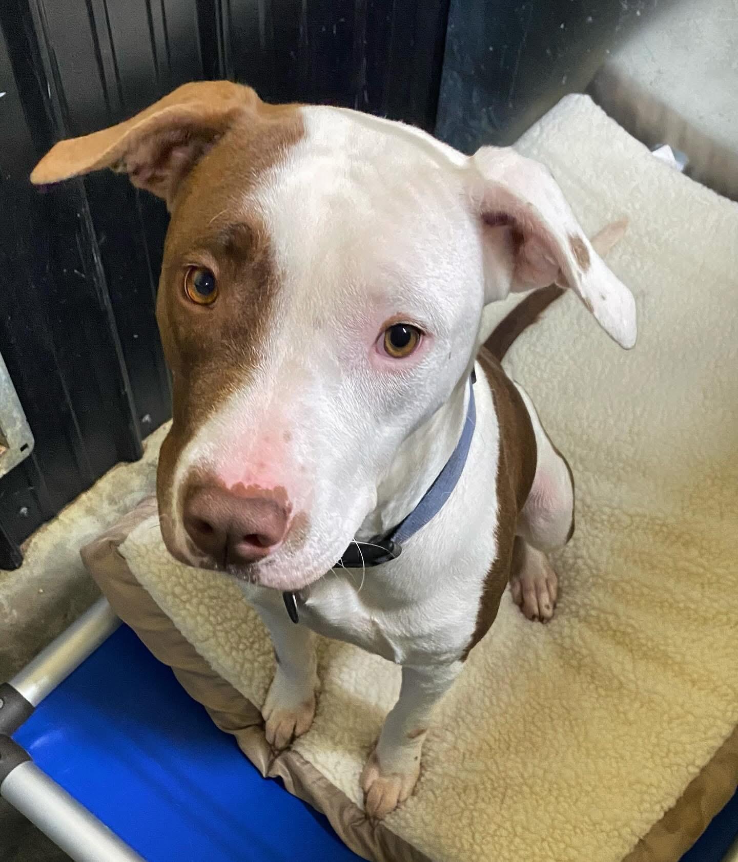 Briar Jane, a Adoptable mixed breed in Lacon, IL image 3/4