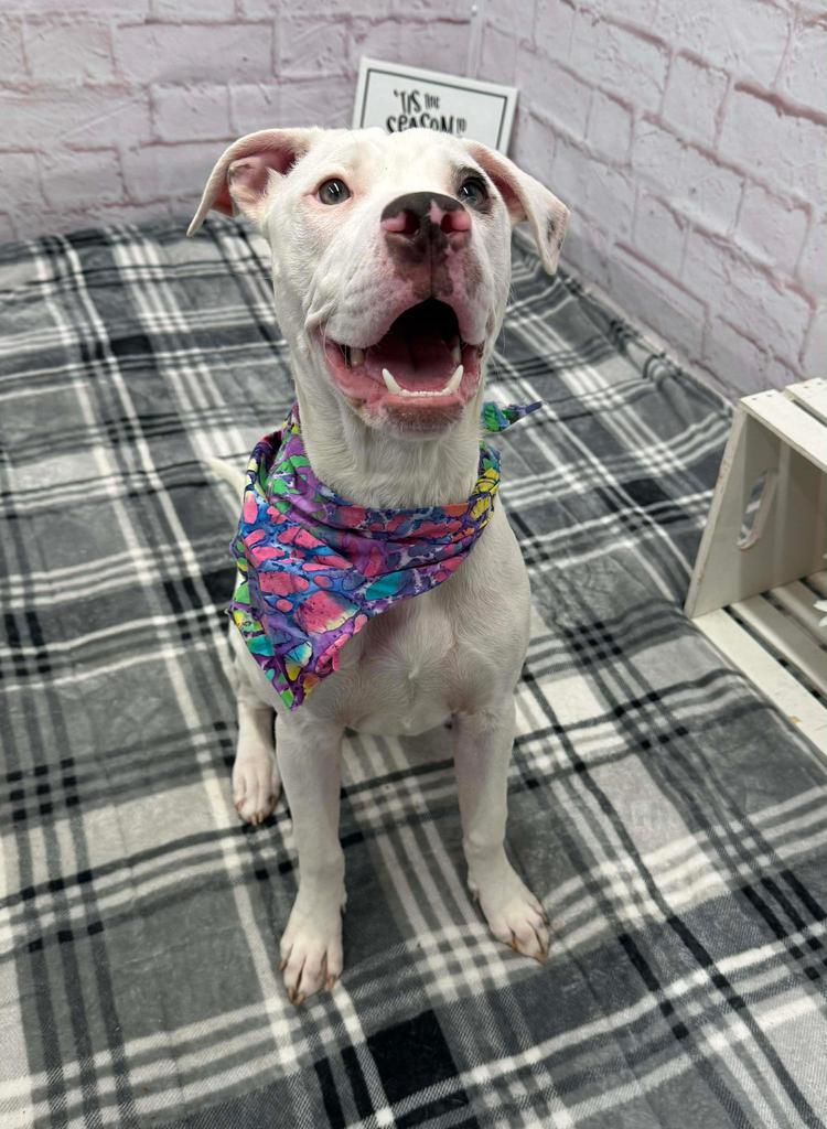 Piper Halliwell, Adoptable, Young Female Mixed Breed.