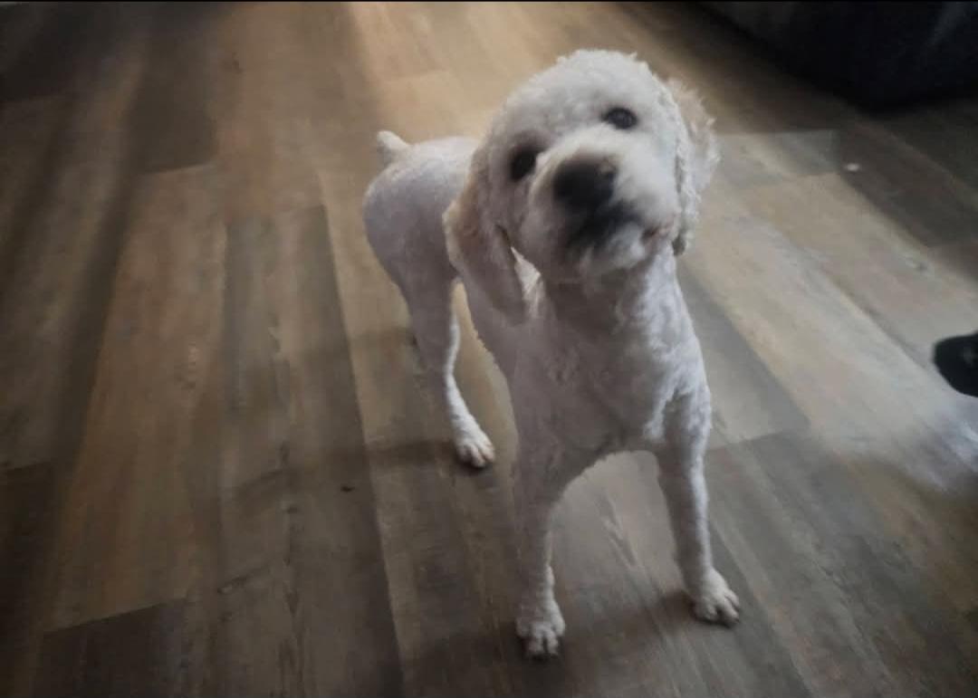 Princess Diana, Adopted, Adult Female Miniature Poodle & Golden Retriever.