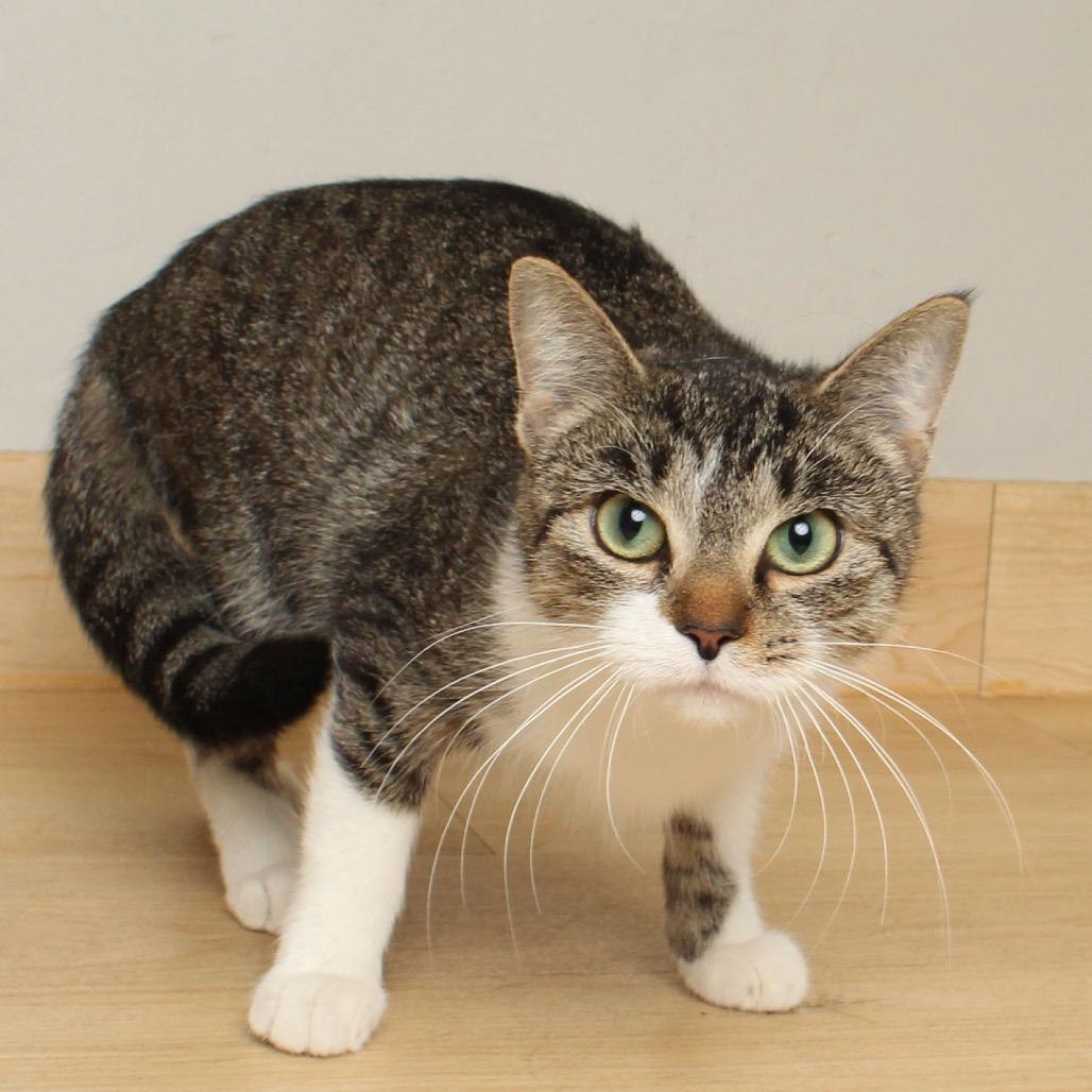 Klara Bell C66800, Adoptable, Young Female Domestic Short Hair.