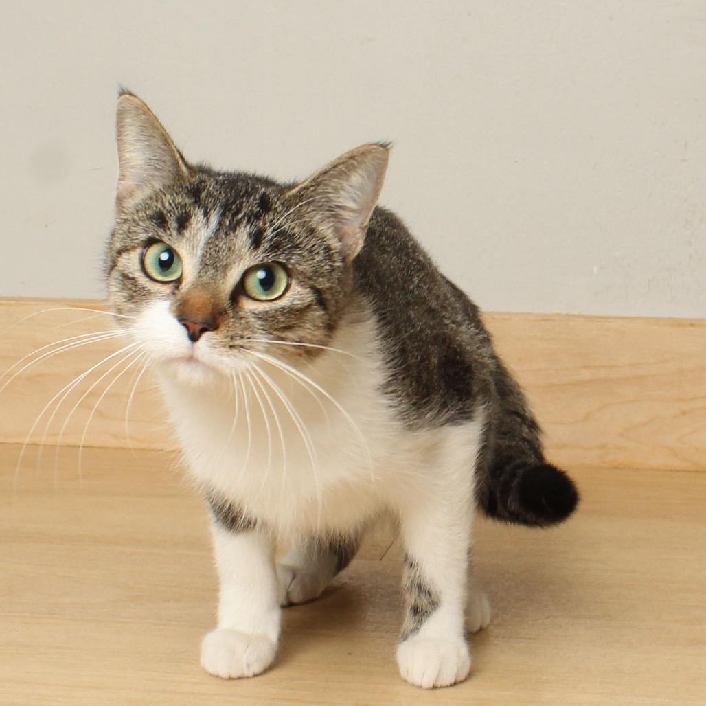 Enlarge Klara Bell C66800, a Adoptable Domestic Short Hair in Minnetonka, MN image 3/3