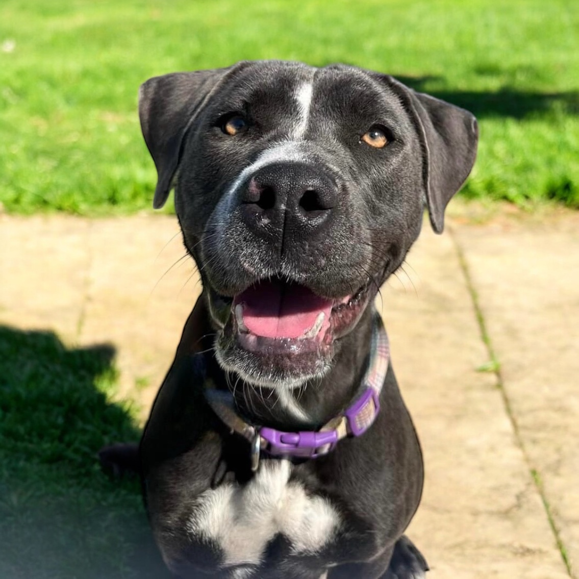 Georgia, a Adoptable Pit Bull Terrier in Hamel, IL image 3/6