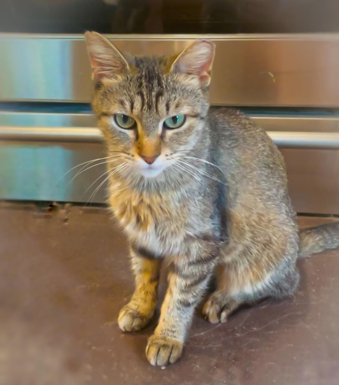 Penny, Adult Female Tabby