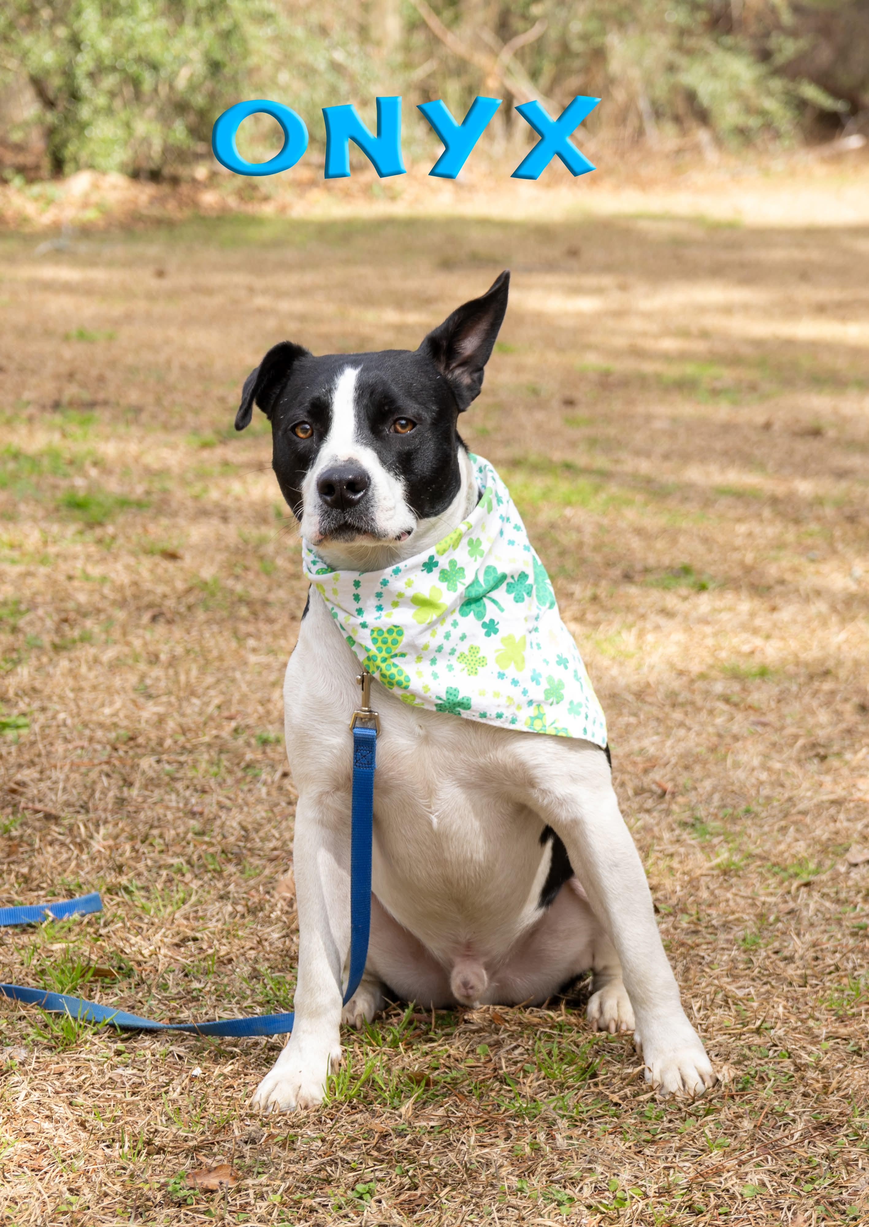 Enlarge Onyx , a Adoptable Mixed Breed in Argyle, NY image 3/5