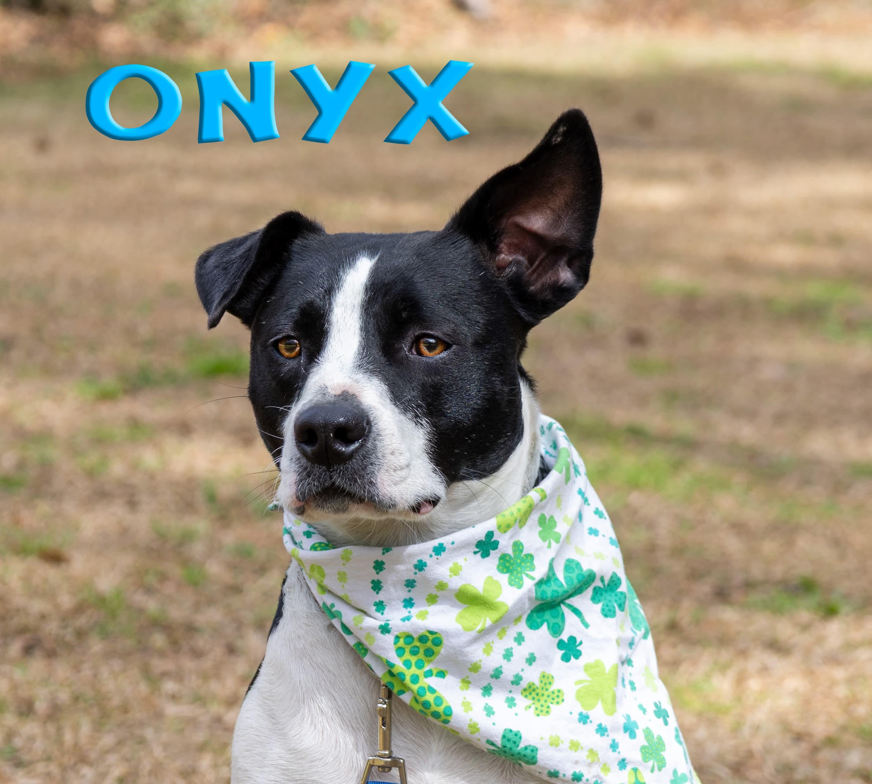 Enlarge Onyx , a Adoptable Mixed Breed in Argyle, NY image 2/5