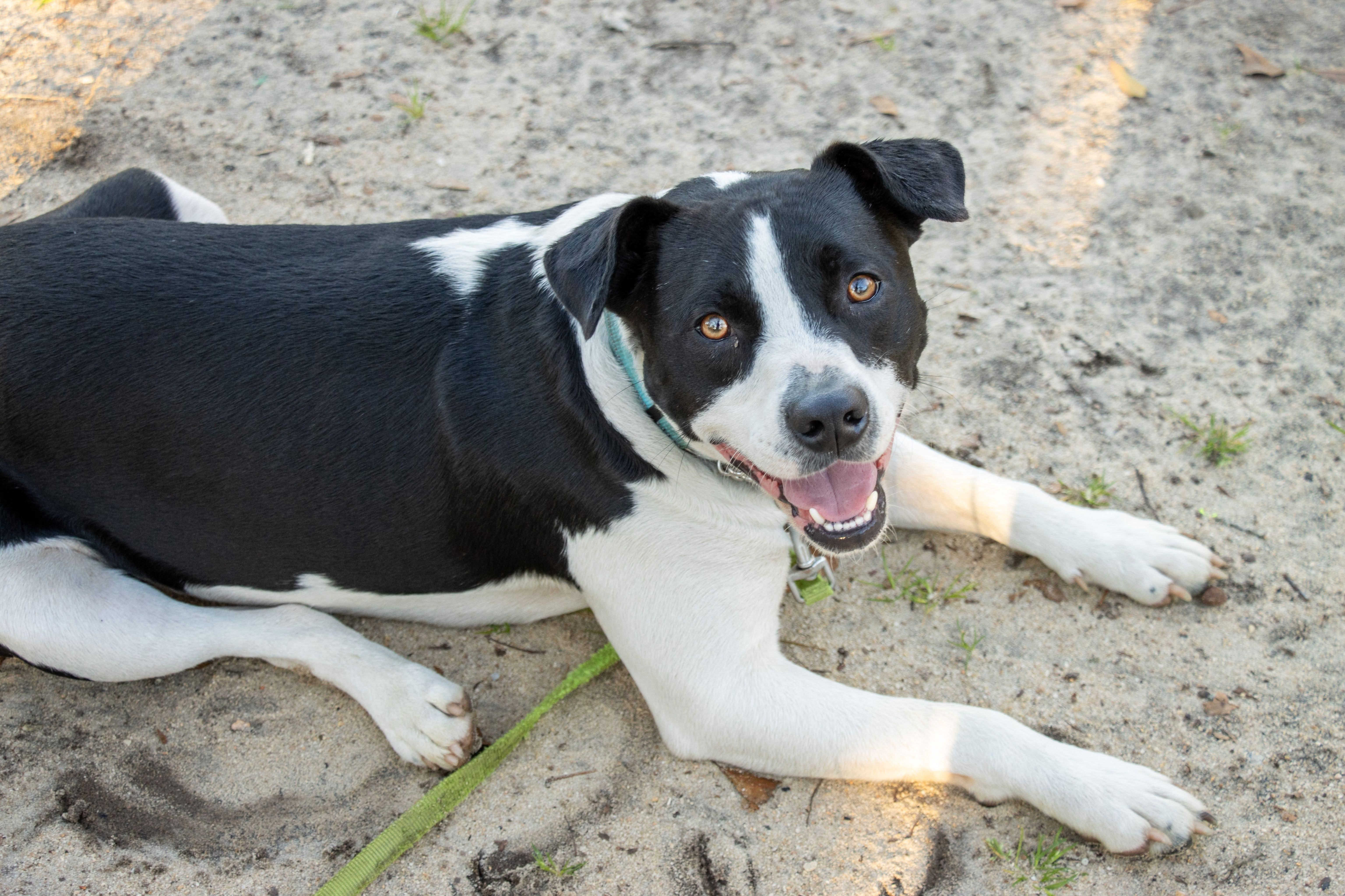 Enlarge Onyx , a Adoptable Mixed Breed in Argyle, NY image 4/5