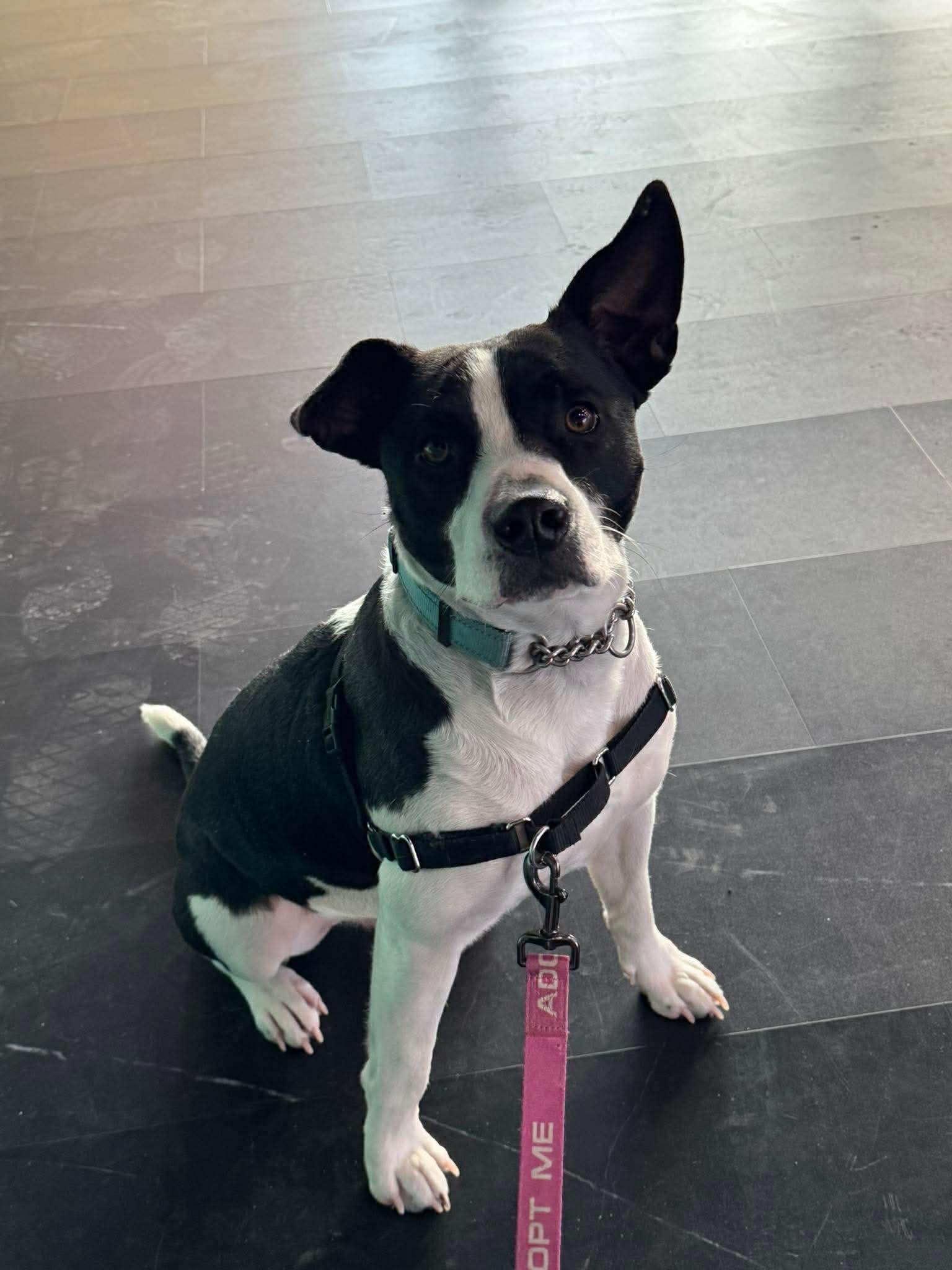 Onyx , Adoptable, Young Male Mixed Breed.