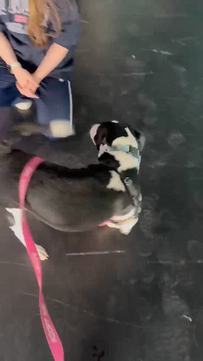 Enlarge Onyx , a Adoptable Mixed Breed in Argyle, NY video 5/5