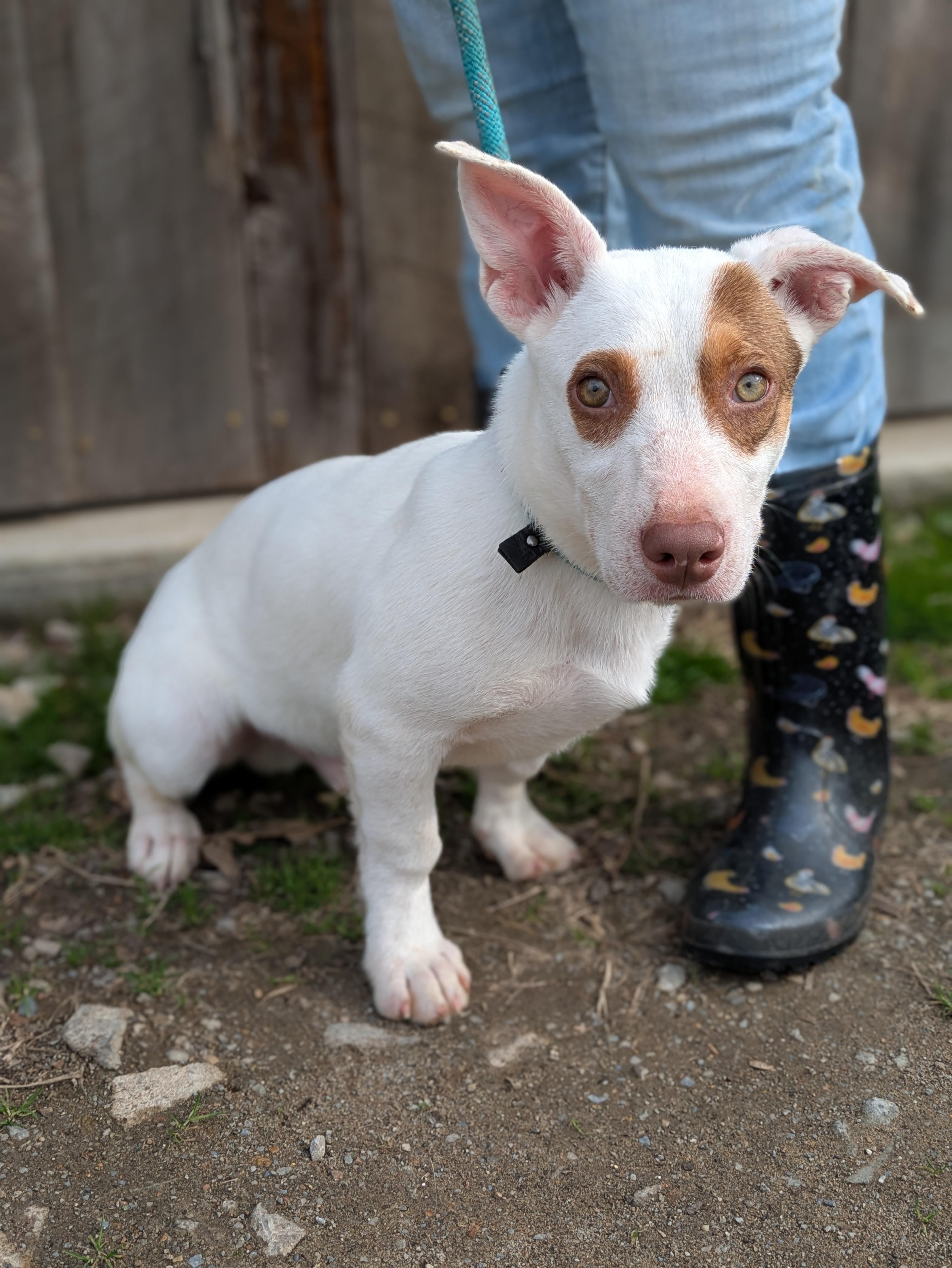 Gordy, adopted, Puppy Male Basset Hound & Jack Russell Terrier.