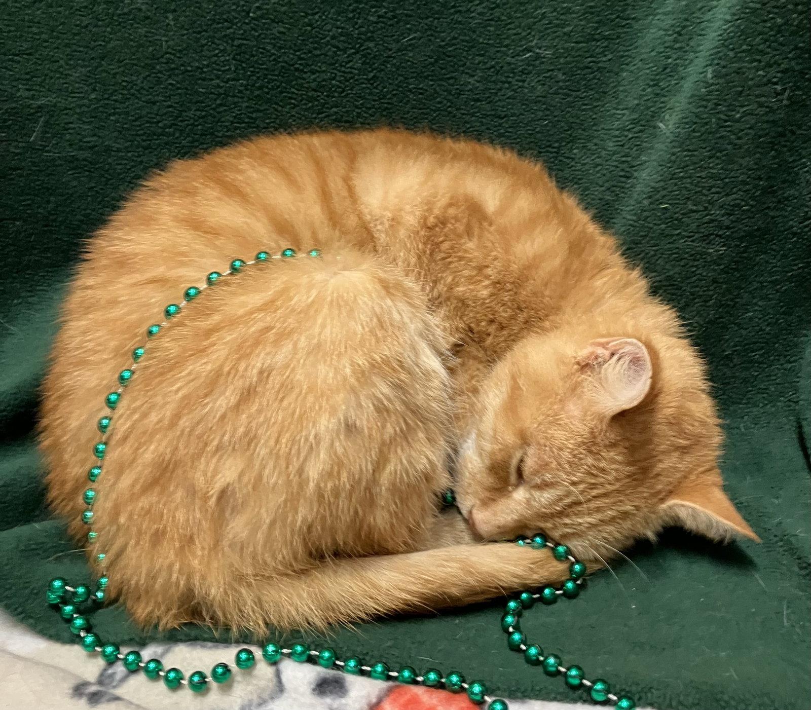 Wilma (bonded to Pebbles), Adopted, Adult Female Domestic Short Hair.