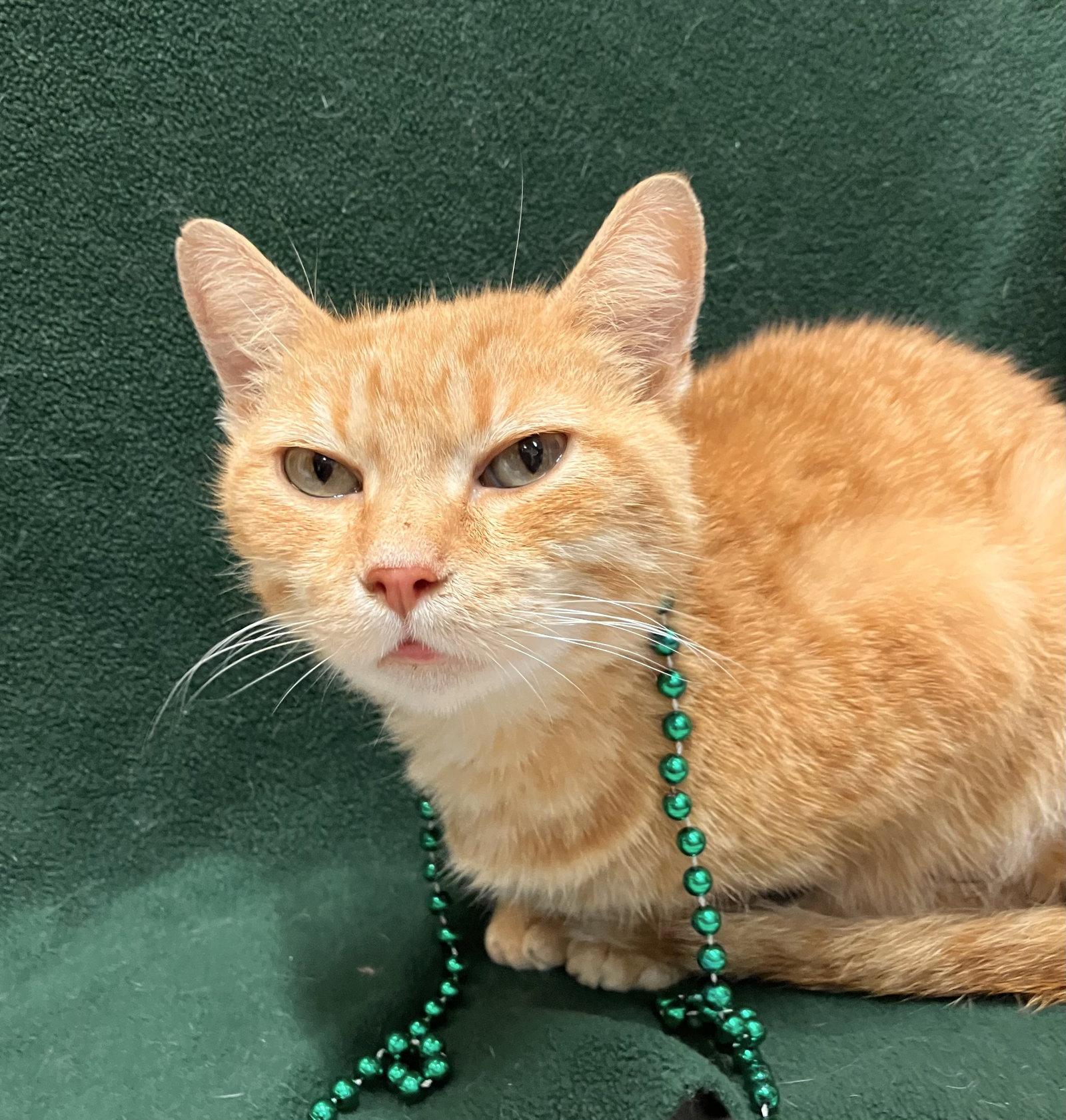 Wilma (bonded to Pebbles), a Adopted Domestic Short Hair in Dublin, OH image 2/3