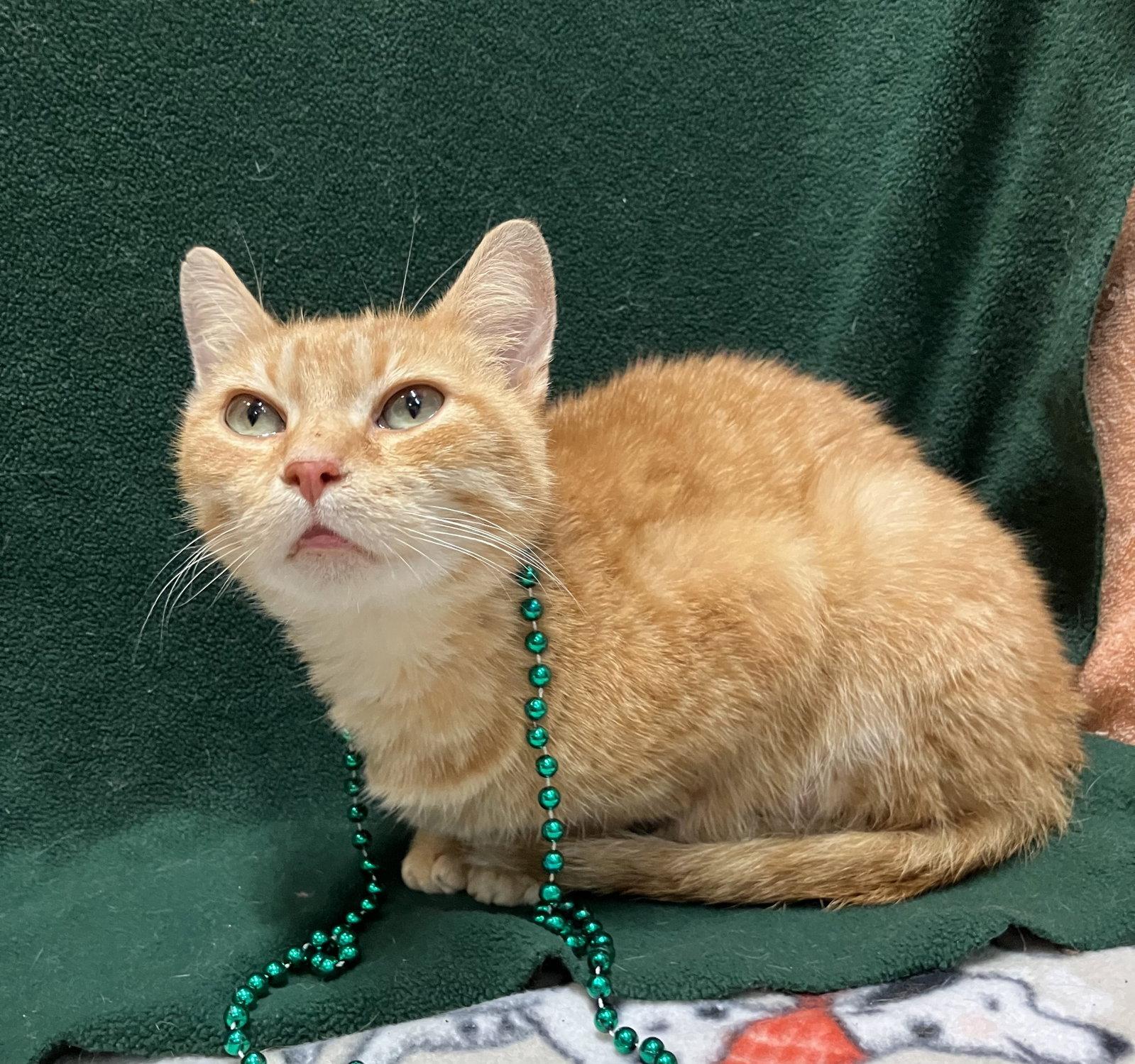 Wilma (bonded to Pebbles), a Adopted Domestic Short Hair in Dublin, OH image 3/3