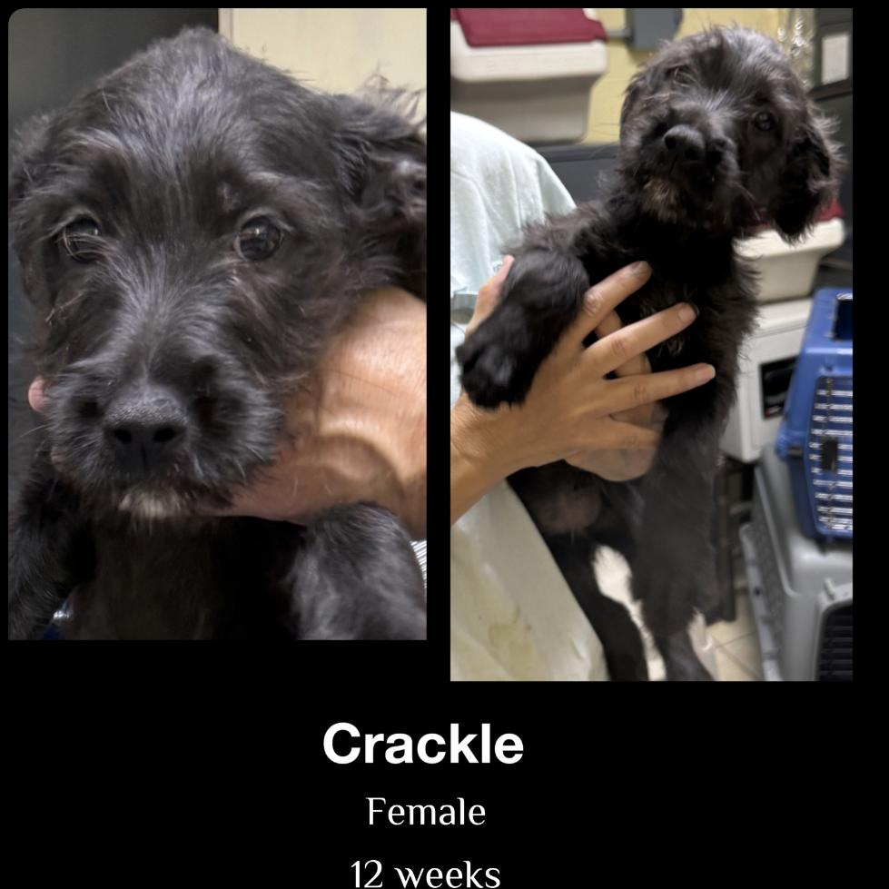 Crackle, Adopted, Young Female German Wirehaired Pointer & Standard Poodle.