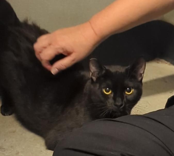 Enlarge Larry, a Adoptable Domestic Short Hair in Fullerton, CA image 2/3