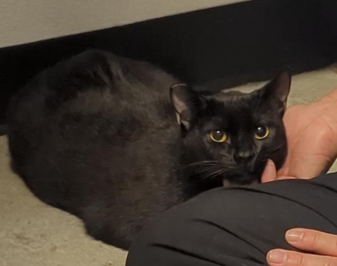 Enlarge Larry, a Adoptable Domestic Short Hair in Fullerton, CA image 3/3