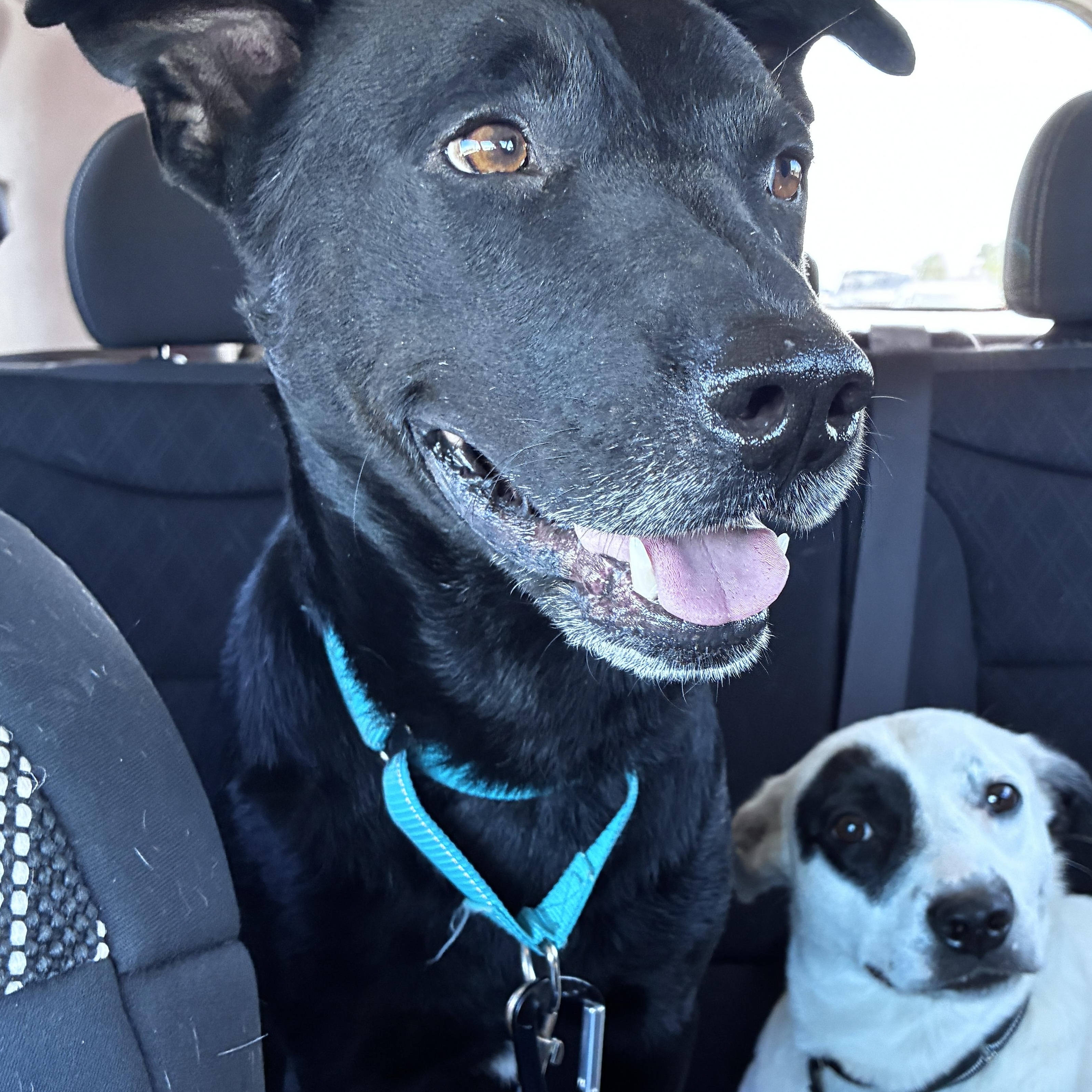 Enlarge Jack, a Adoptable mixed breed in Austin, TX image 6/6