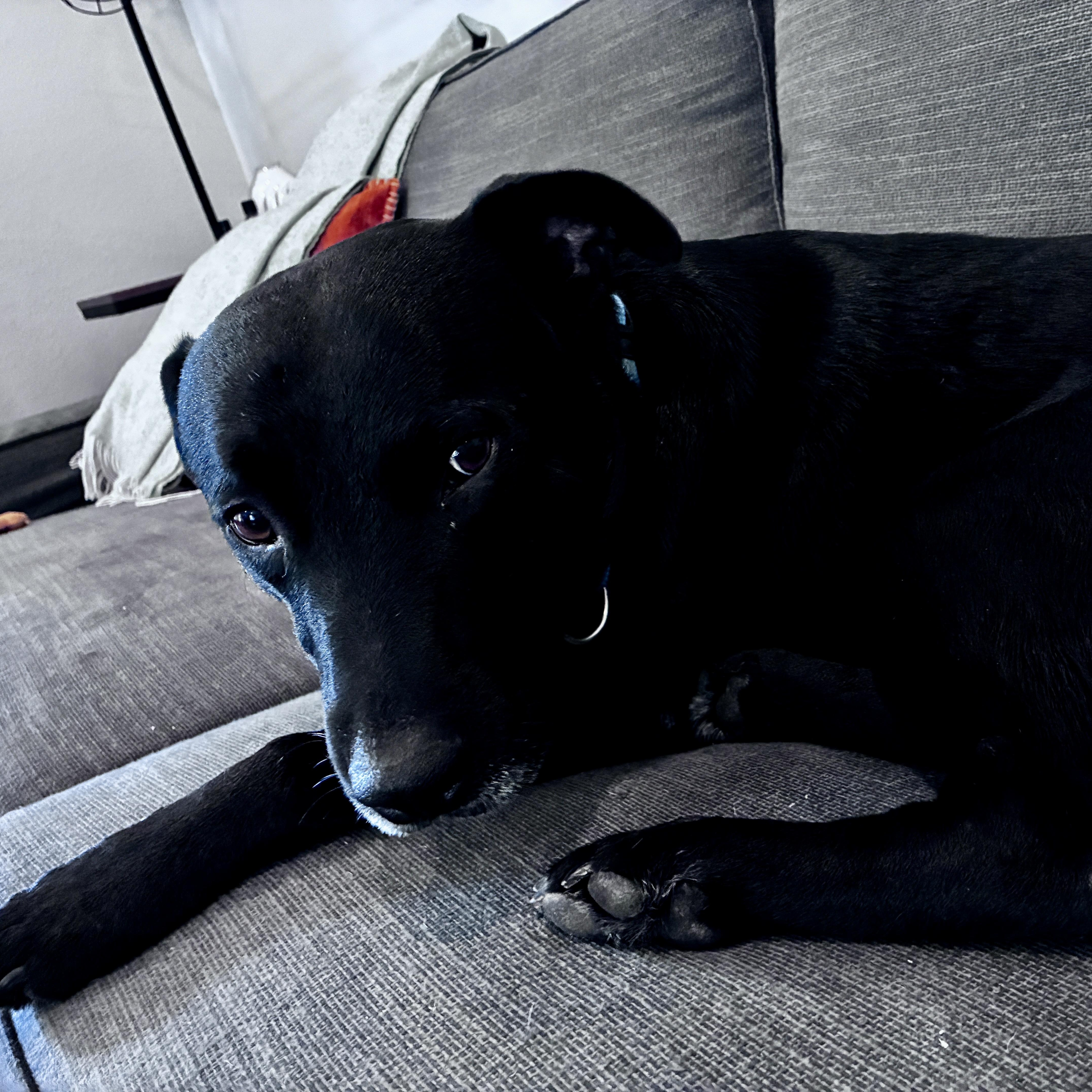 Enlarge Jack, a Adoptable mixed breed in Austin, TX image 3/6