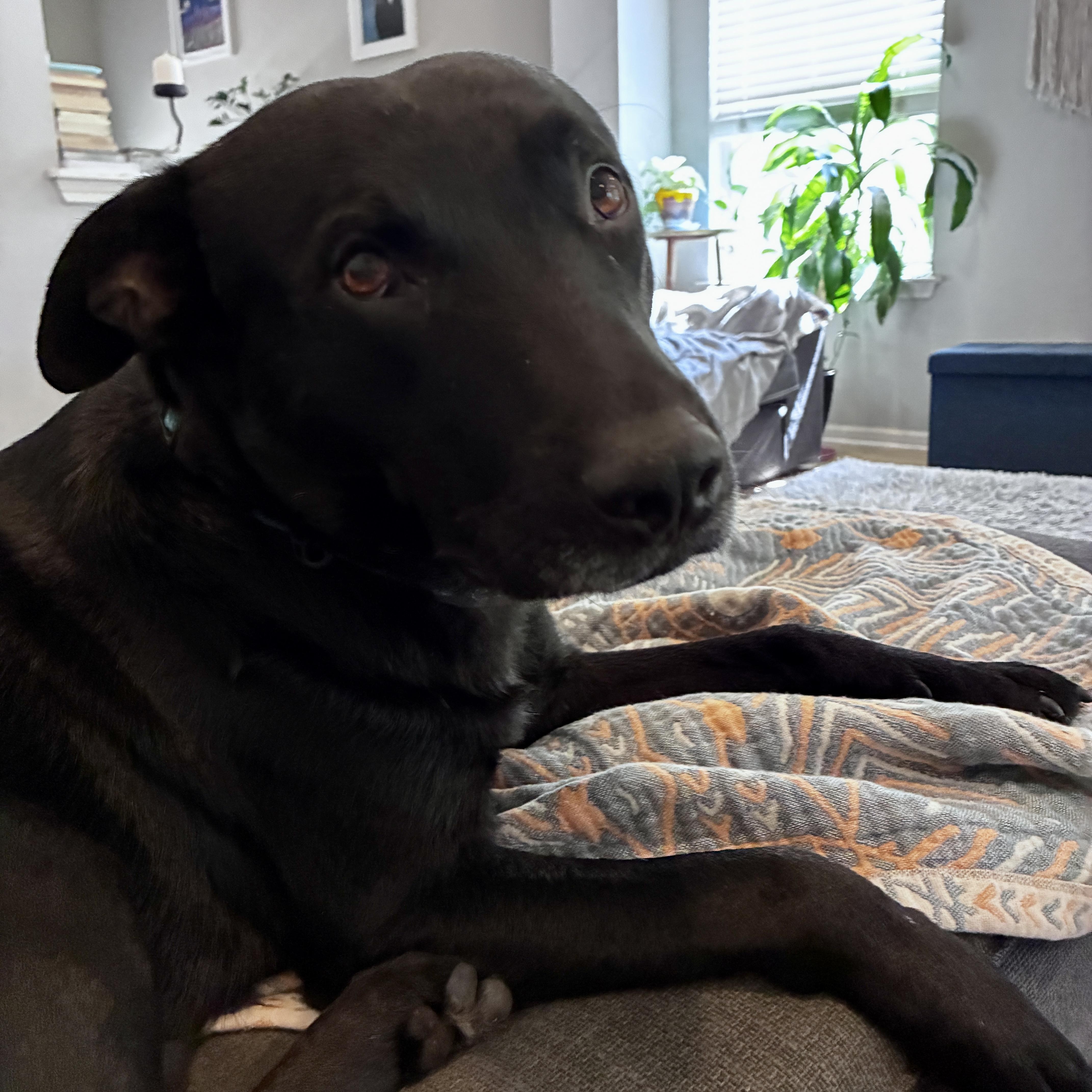 Jack Black, ADOPTABLE, Young • Male, Black Labrador Retriever & Chow Chow.