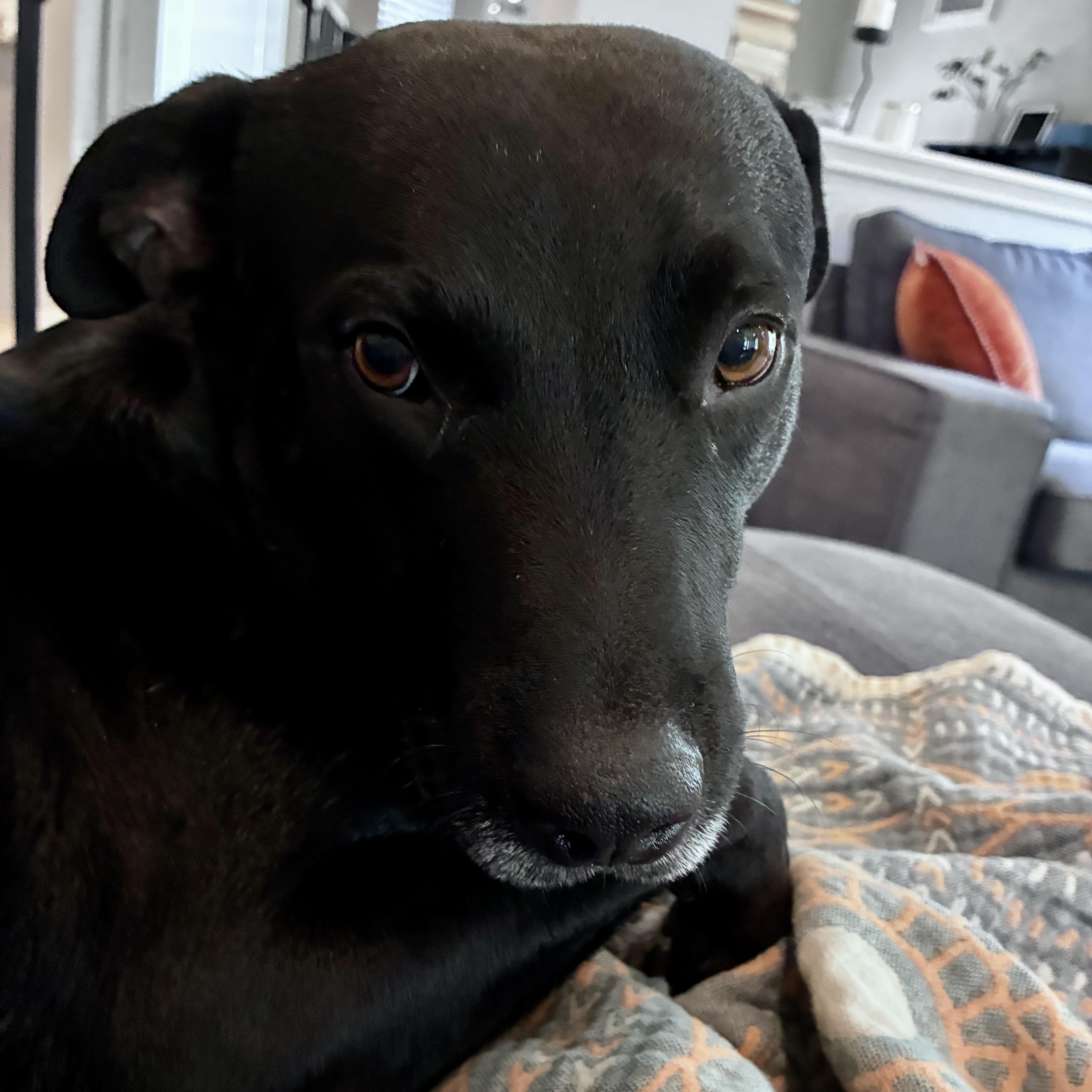 Enlarge Jack, a Adoptable mixed breed in Austin, TX image 4/6