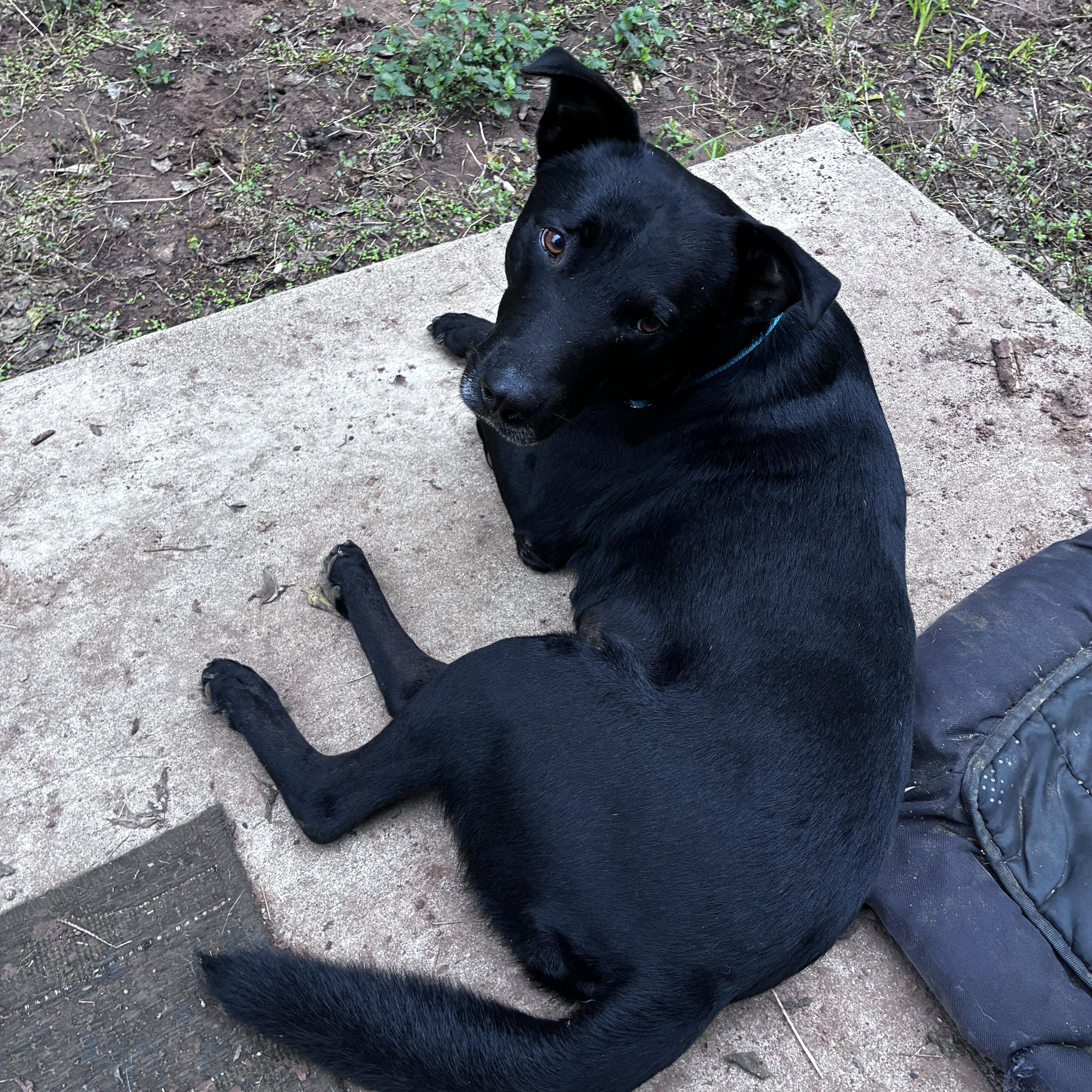 Enlarge Jack, a Adoptable mixed breed in Austin, TX image 5/6