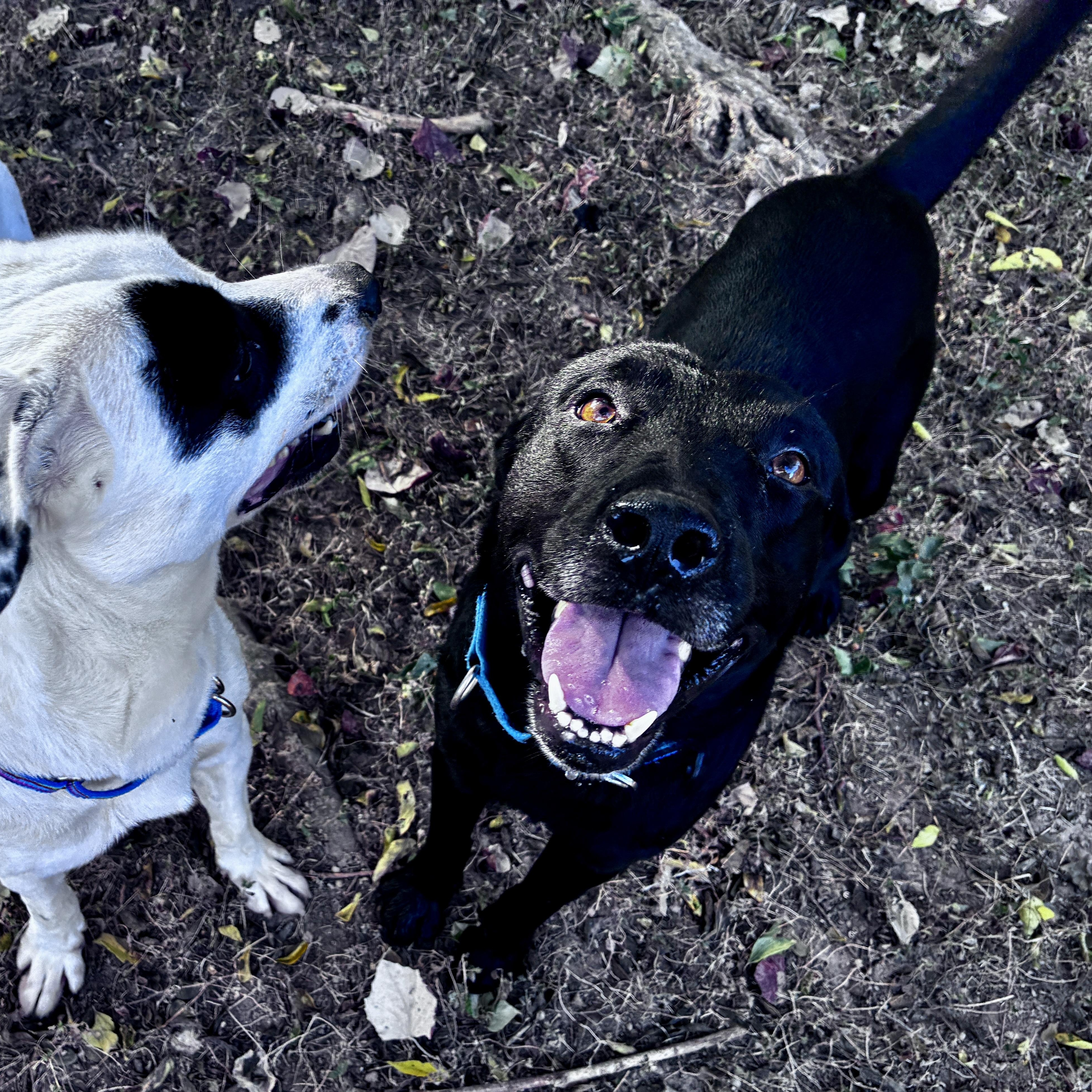 Enlarge Jack, a Adoptable mixed breed in Austin, TX image 1/6