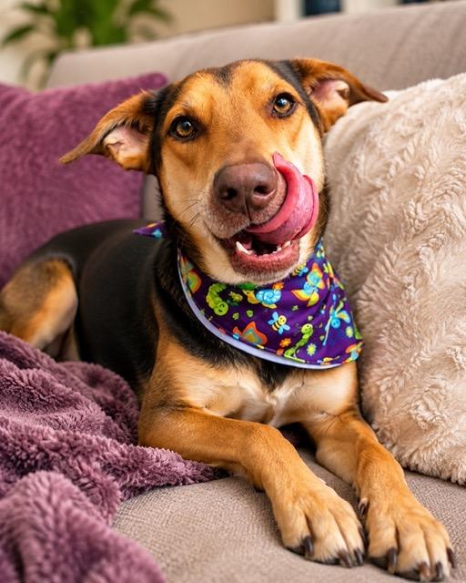Enlarge Amber, a.k.a Amberina Ballerina, a Adoptable mixed breed in Charles Town, WV image 1/6