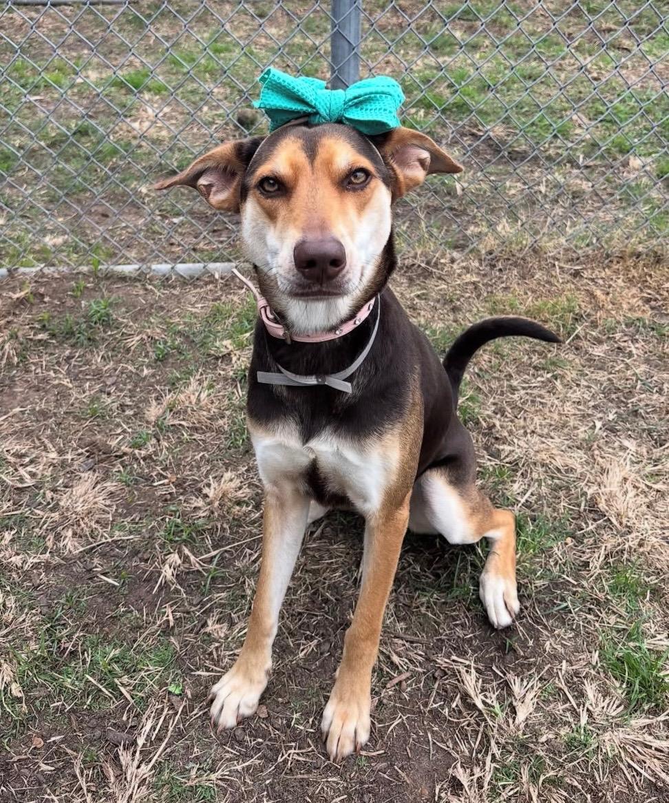 Enlarge Amber, a.k.a Amberina Ballerina, a Adoptable mixed breed in Charles Town, WV image 2/6