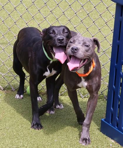 Ft. Benning, a Adoptable Mixed Breed in Athens, GA image 1/3