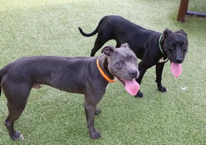 Ft. Benning, a Adoptable Mixed Breed in Athens, GA image 2/3