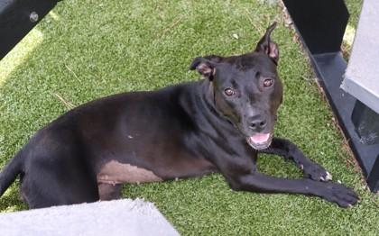 Ft. Benning, a Adoptable Mixed Breed in Athens, GA image 3/3