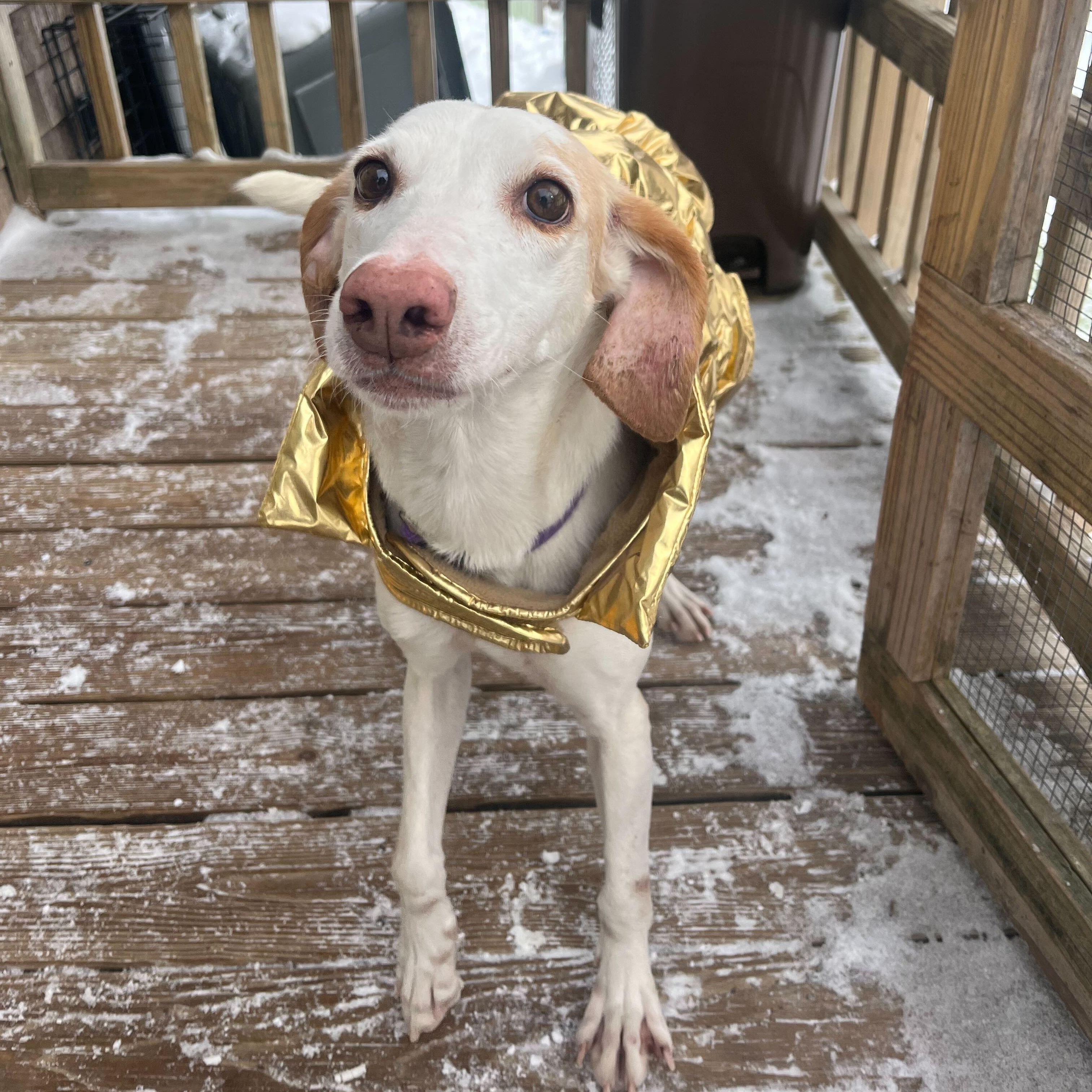 Enlarge Lemon, a ADOPTABLE Hound in New Bedford, MA image 4/6
