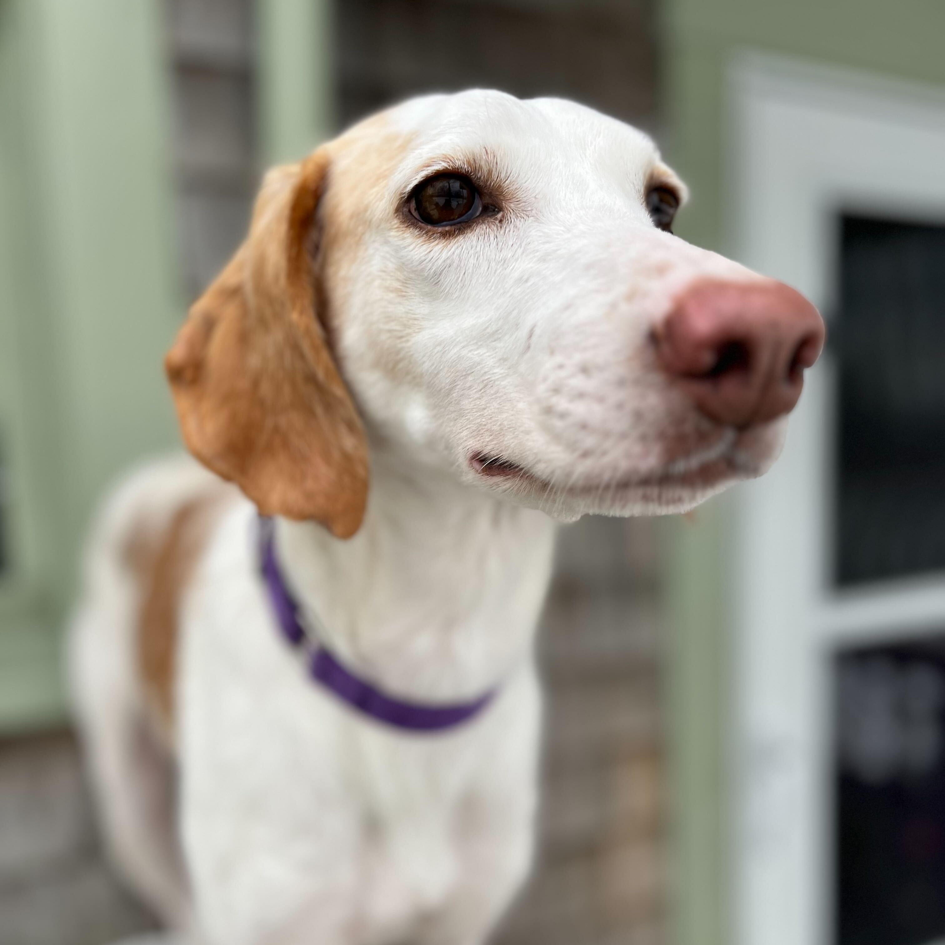 Lemon, ADOPTABLE, Adult Female Hound.