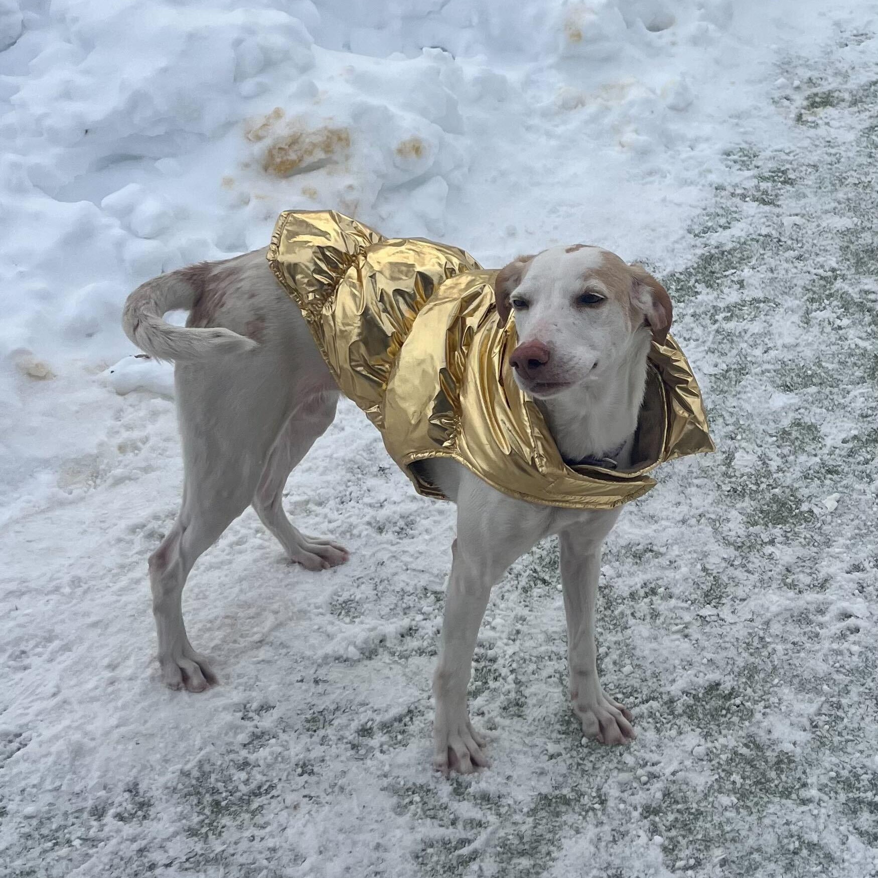 Enlarge Lemon, a ADOPTABLE Hound in New Bedford, MA image 5/6