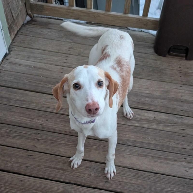 Enlarge Lemon, a ADOPTABLE Hound in New Bedford, MA image 3/6