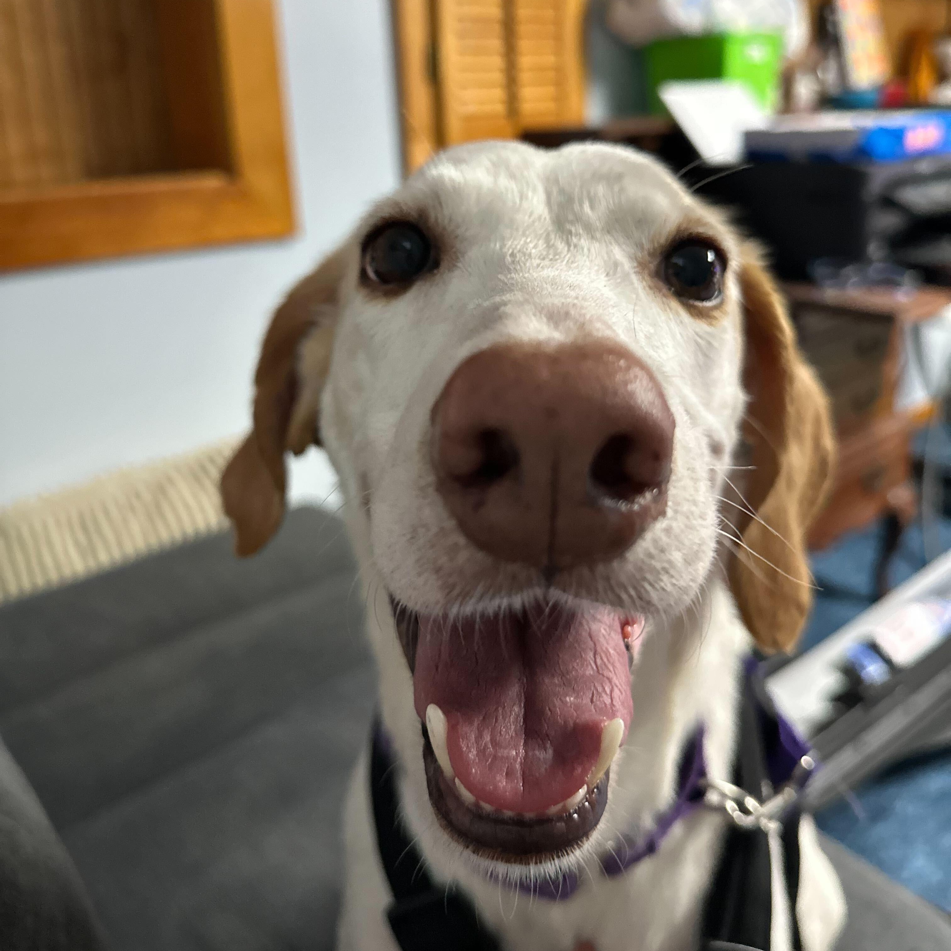 Enlarge Lemon, a ADOPTABLE Hound in New Bedford, MA image 2/6