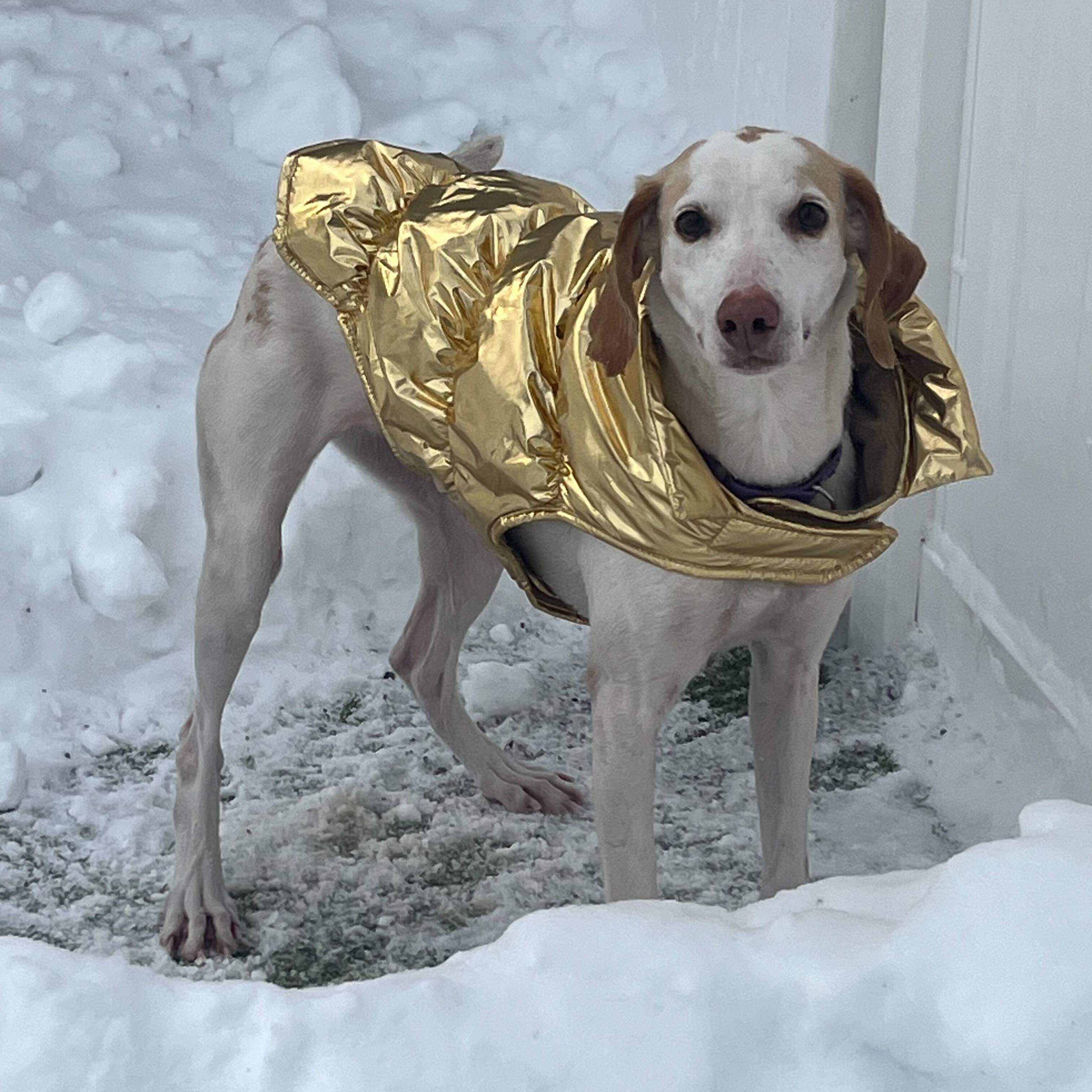 Enlarge Lemon, a ADOPTABLE Hound in New Bedford, MA image 6/6