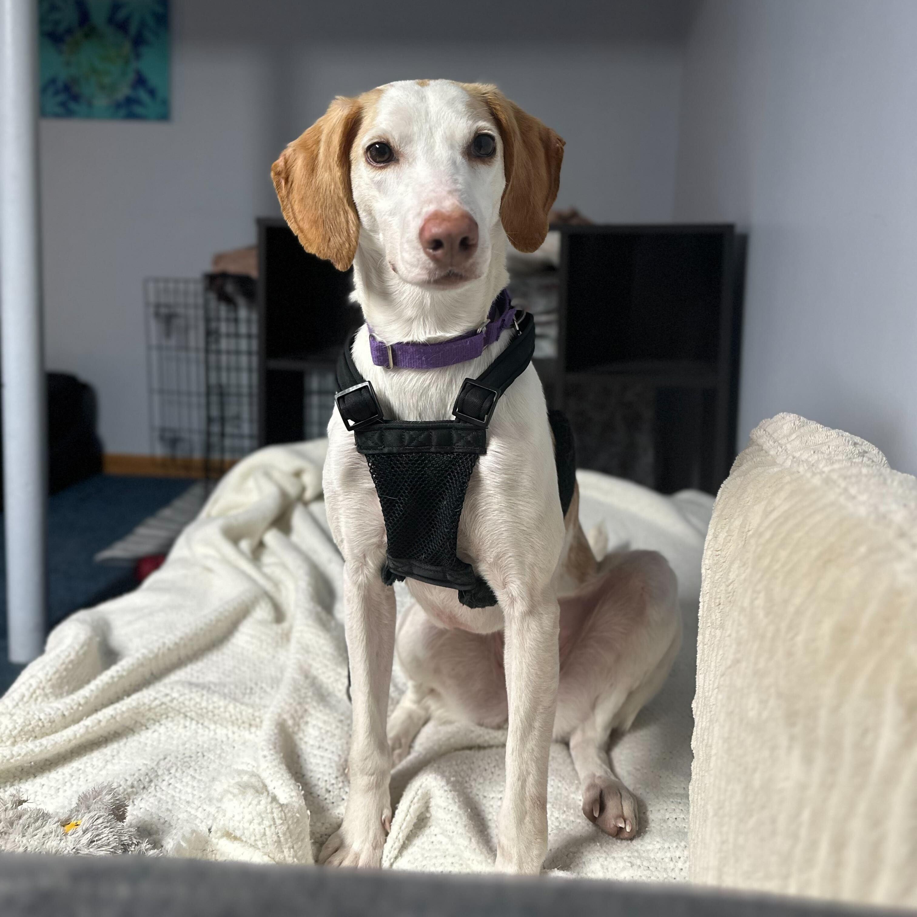 Enlarge Lemon, a ADOPTABLE Hound in New Bedford, MA image 1/6