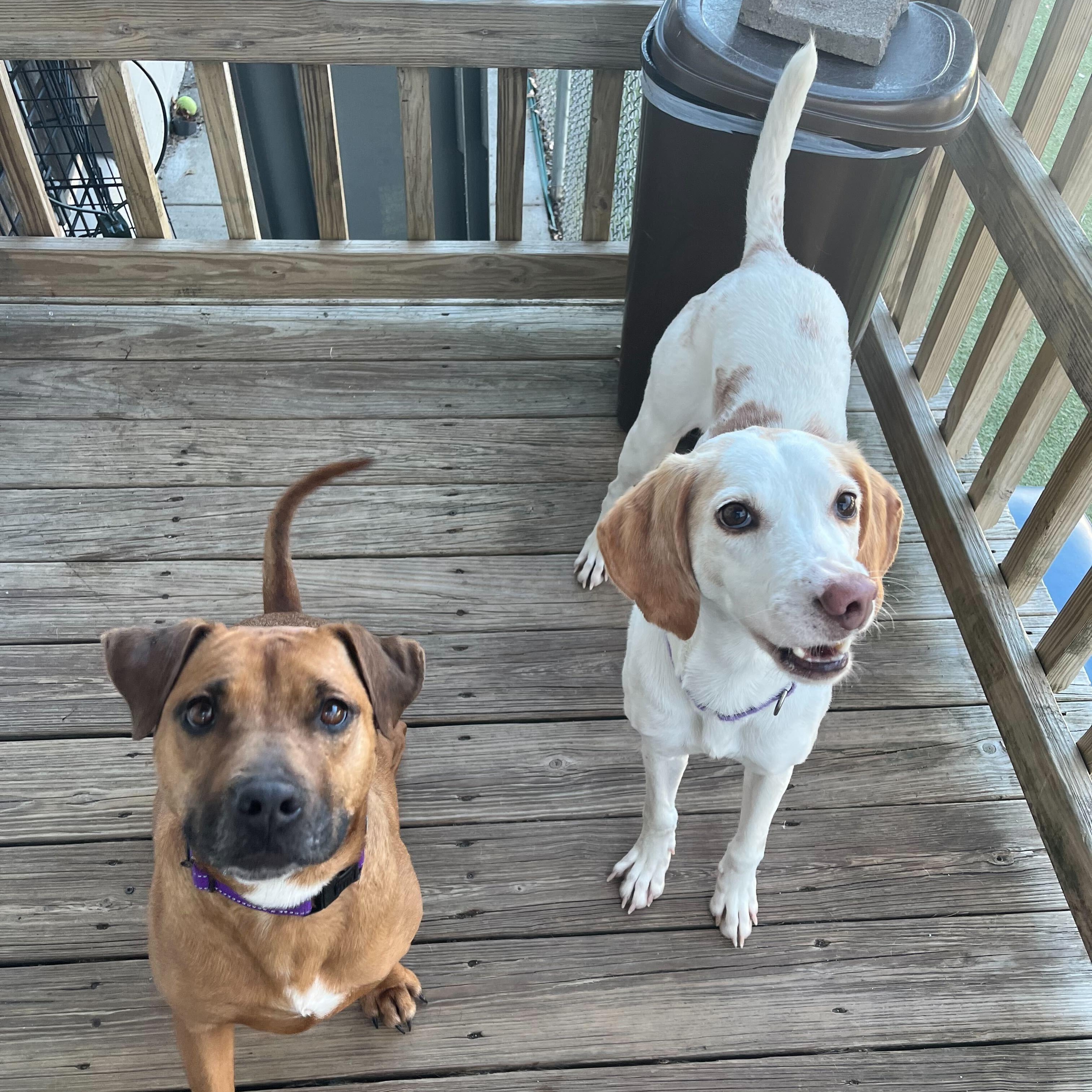 Enlarge Lemon, a ADOPTABLE Hound in New Bedford, MA image 3/4