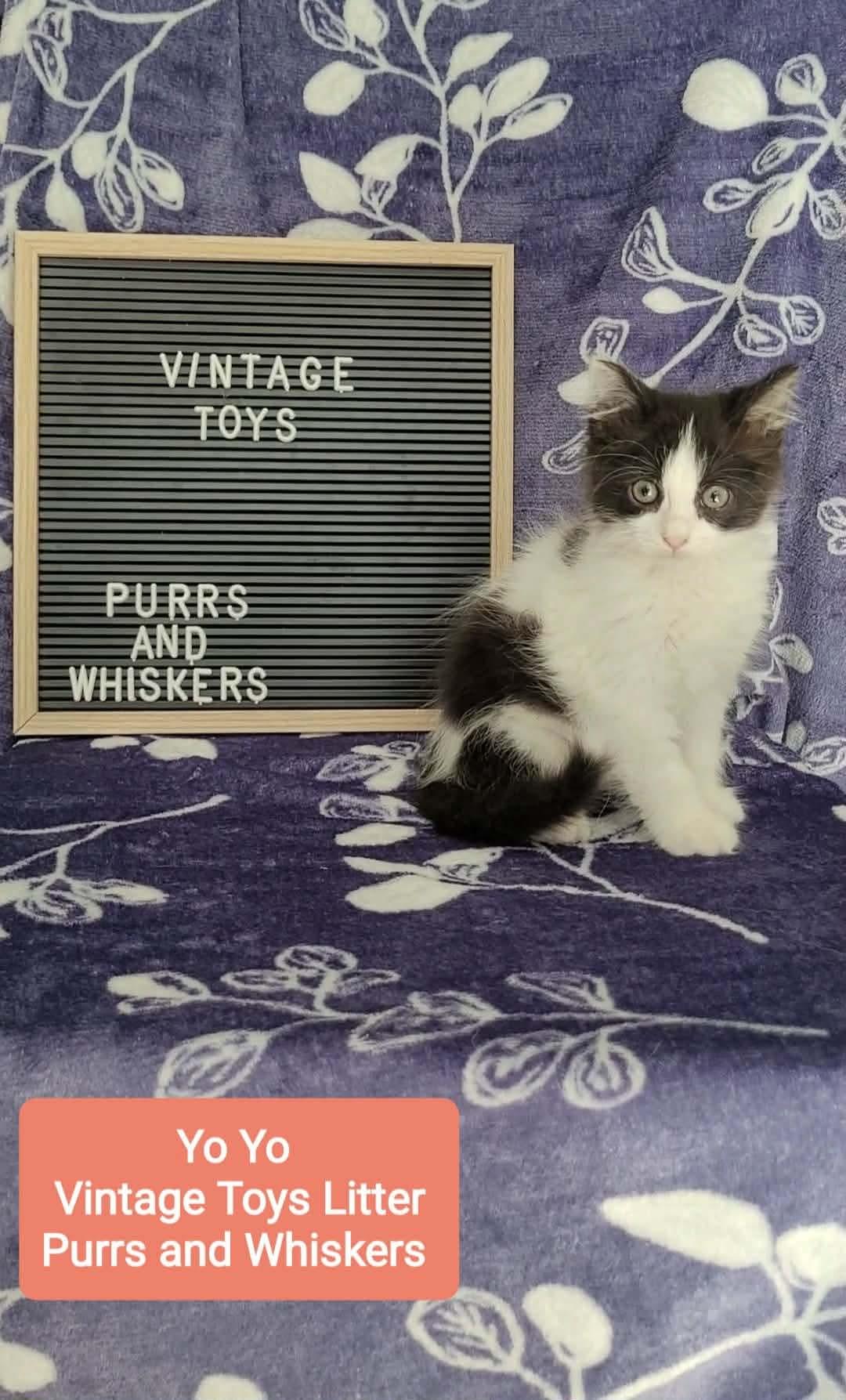 Yo Yo, Adoptable, Kitten Female Domestic Long Hair.