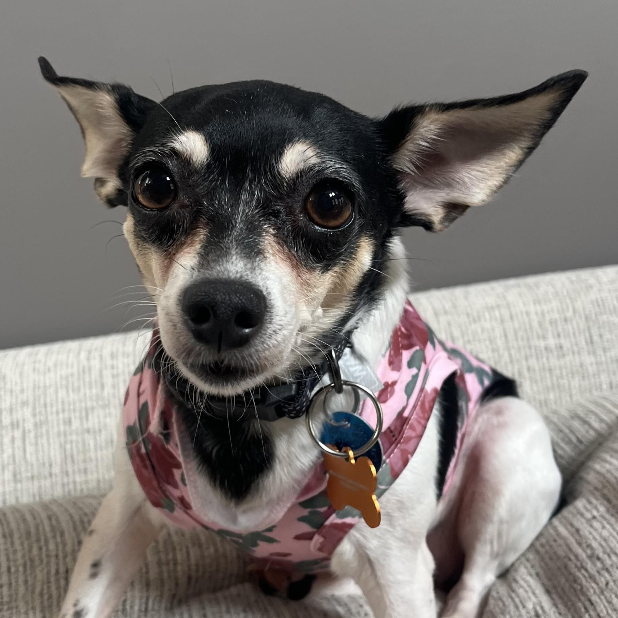 Dixie