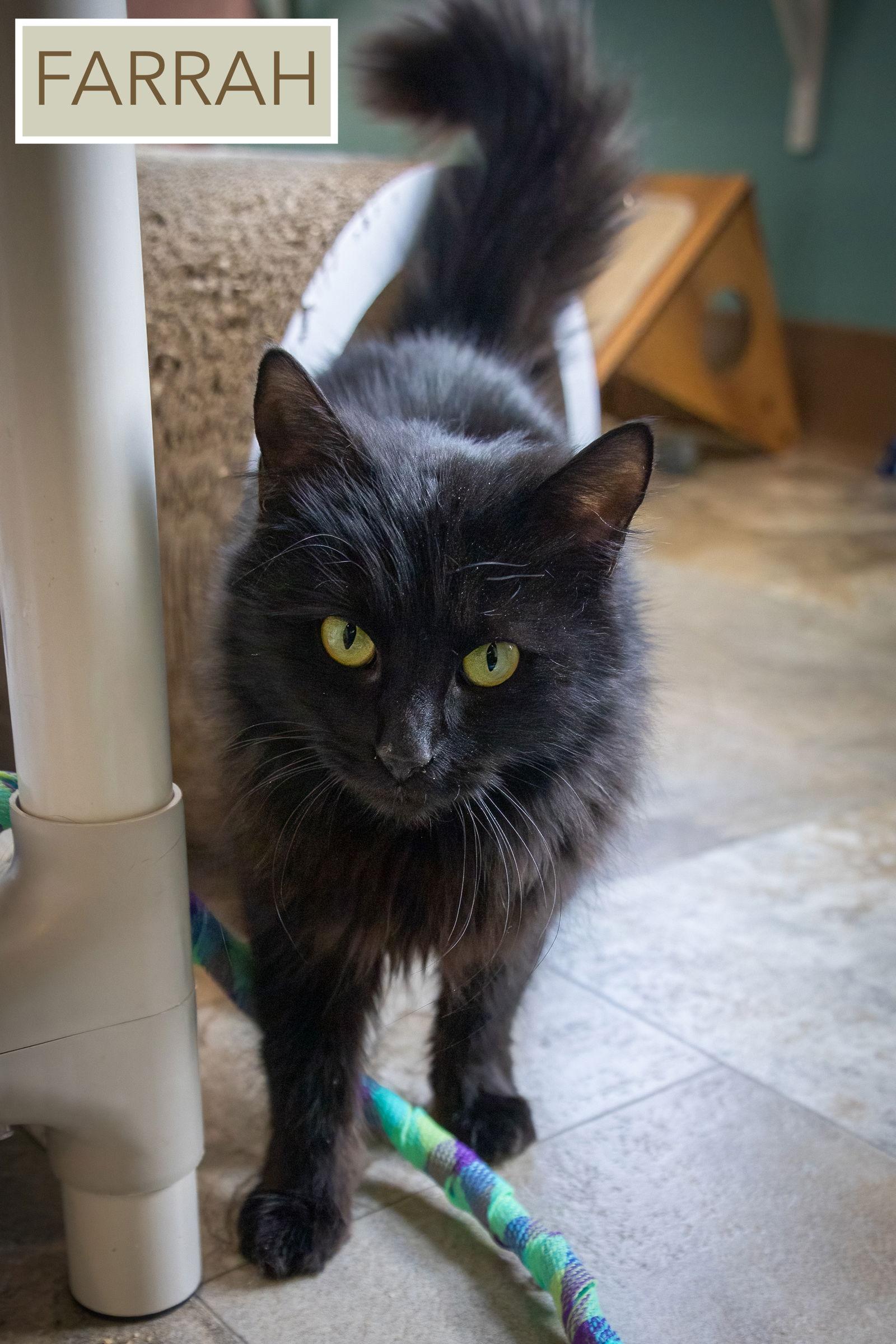 Farrah Dmhdlh thumbnail 2