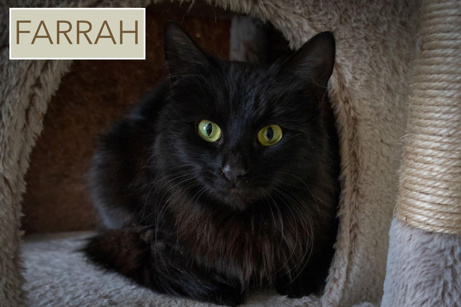 Farrah Dmhdlh thumbnail 3