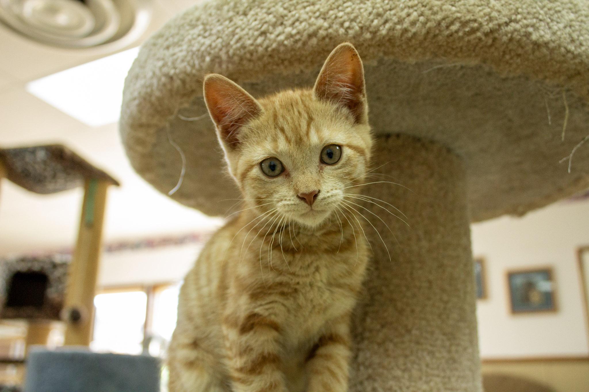 Drizzle, a Adoptable Domestic Short Hair in Neillsville, WI image 1/5