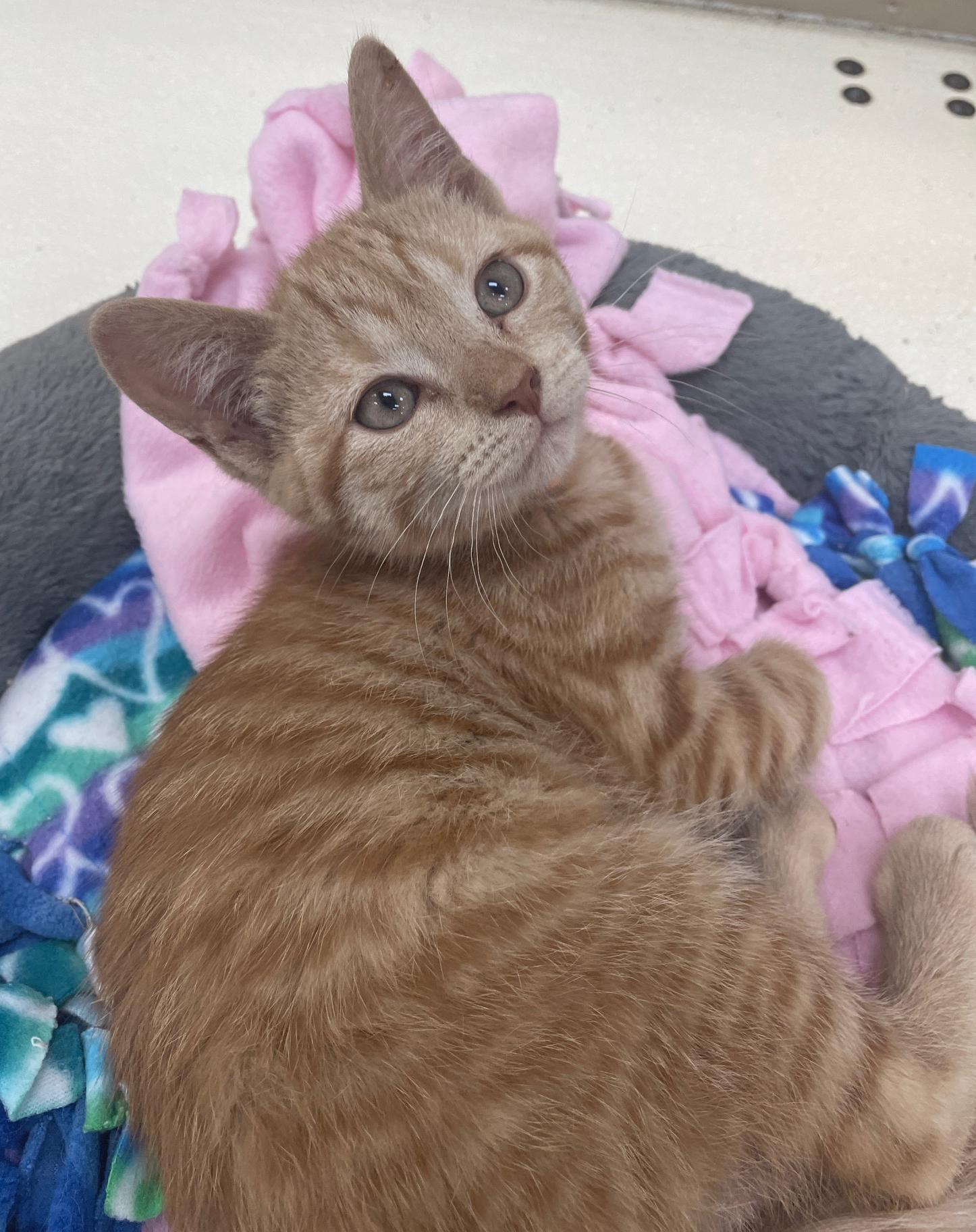 Drizzle, a Adoptable Domestic Short Hair in Neillsville, WI image 3/5