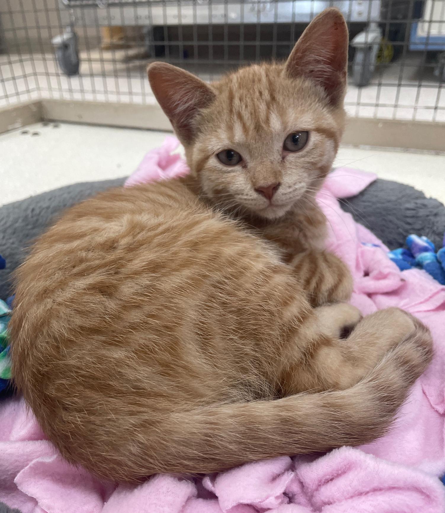 Drizzle, a Adoptable Domestic Short Hair in Neillsville, WI image 2/5
